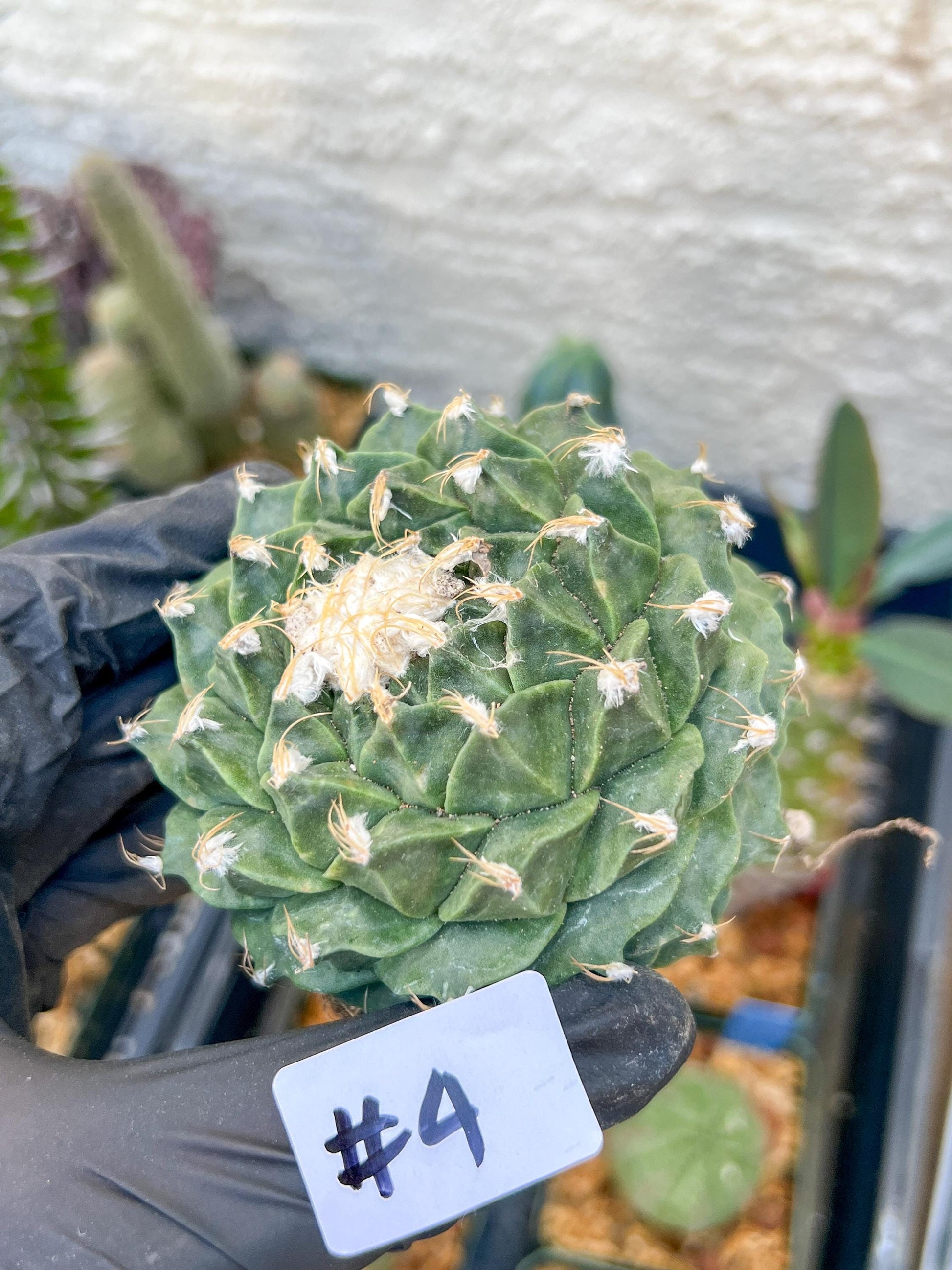 echeverivzdfsa Cactus (#3~4) | Imported Cactus | Rare Succulent