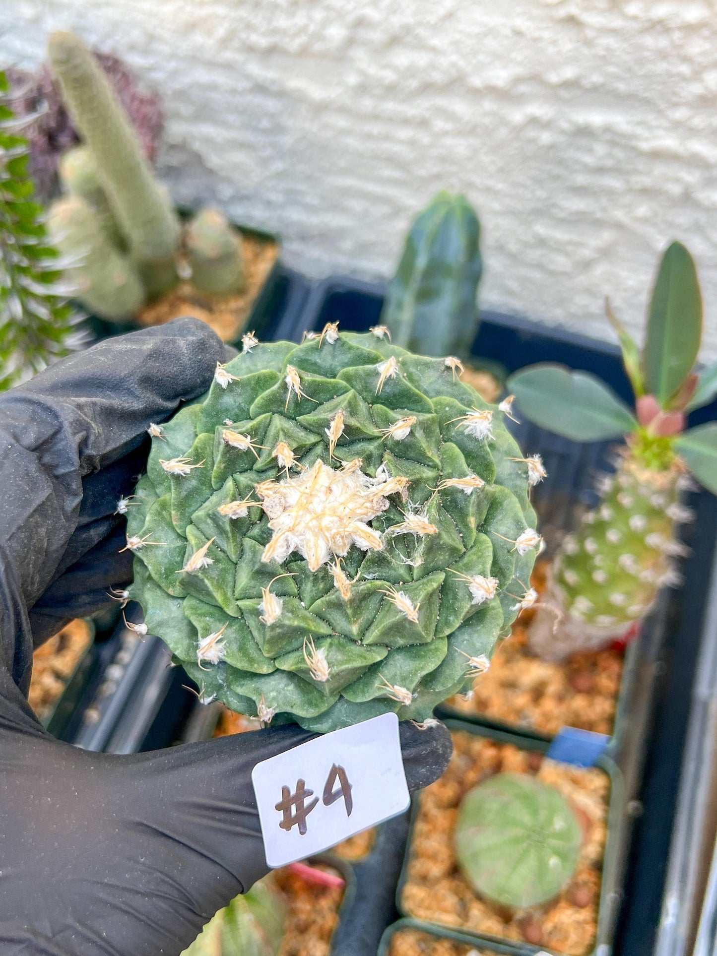 echeverivzdfsa Cactus (#3~4) | Imported Cactus | Rare Succulent