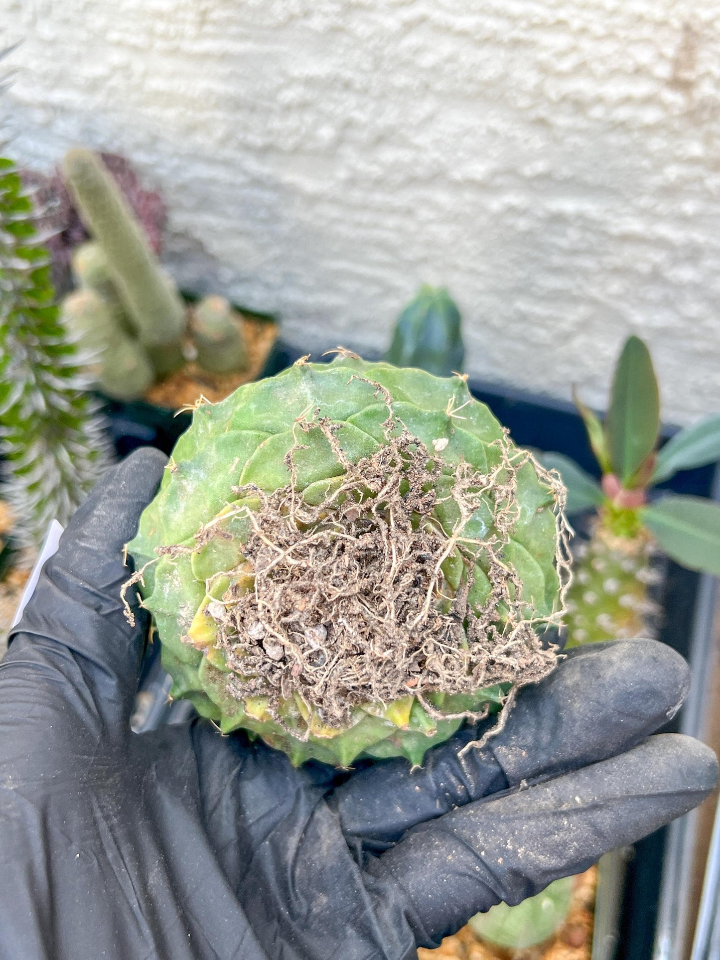 echeverivzdfsa Cactus (#3~4) | Imported Cactus | Rare Succulent