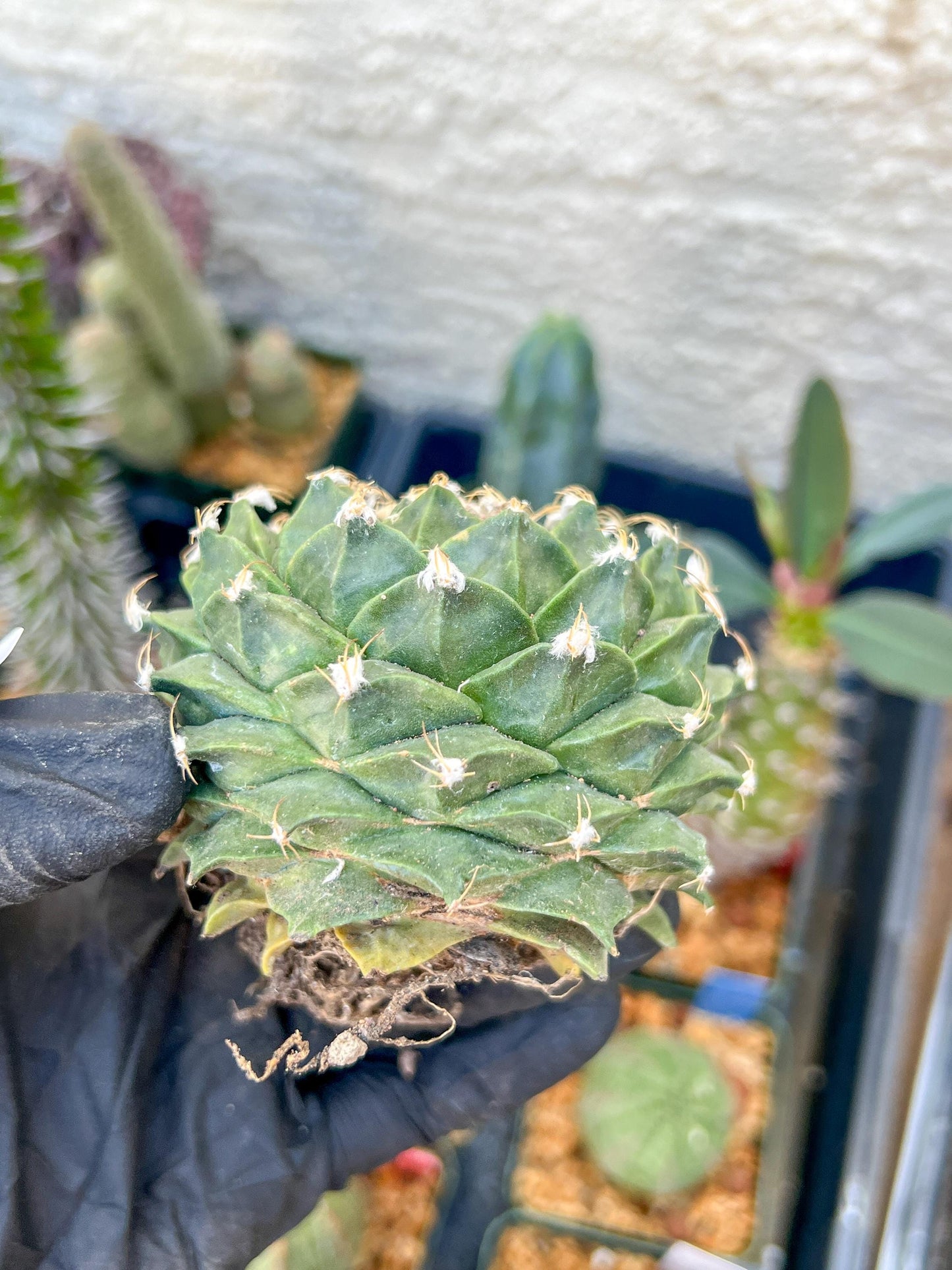 echeverivzdfsa Cactus (#3~4) | Imported Cactus | Rare Succulent