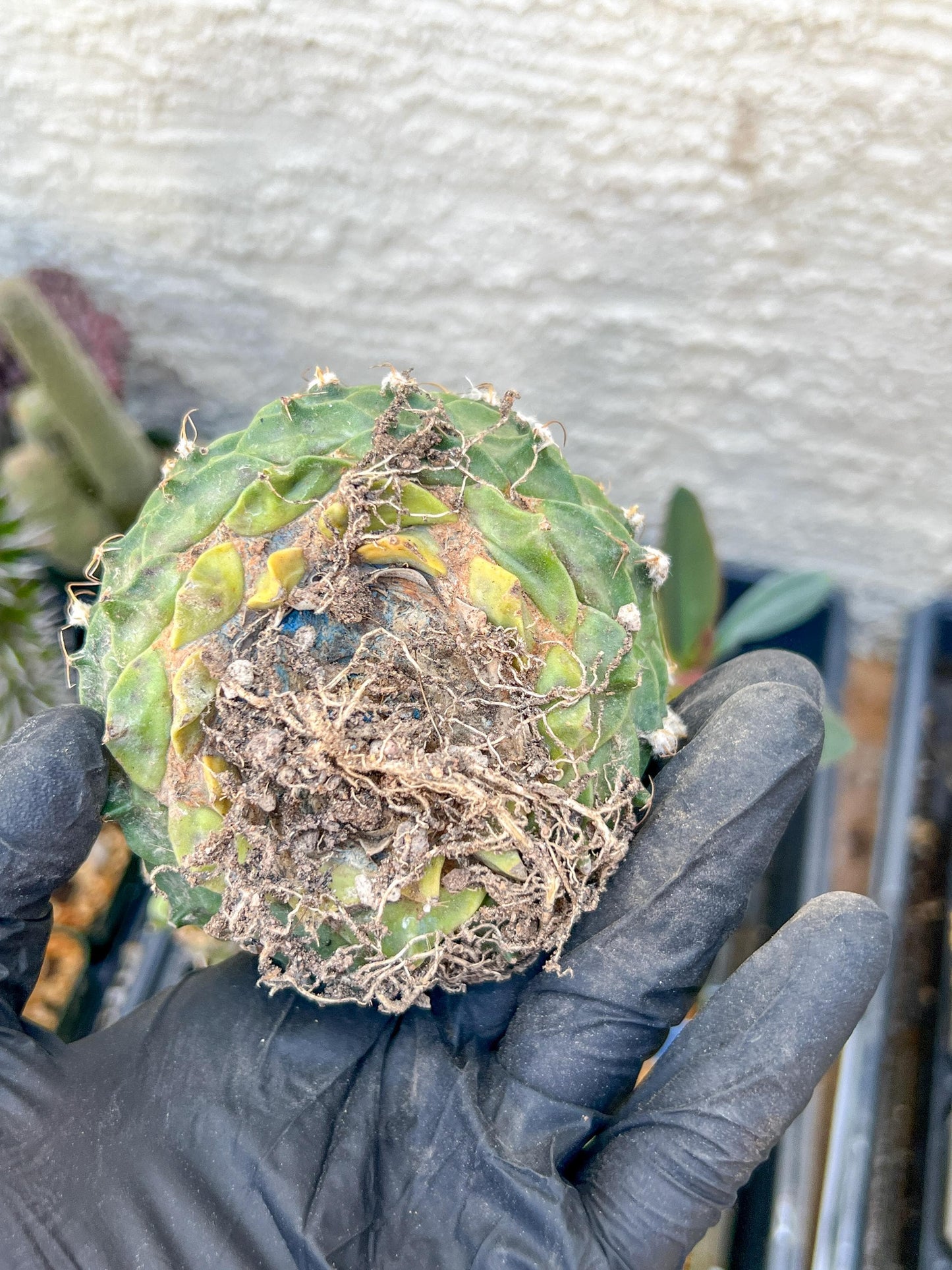 rare cactus for sale (#5~6) | Imported | Ehciveria | Hoyas | Sansevieria