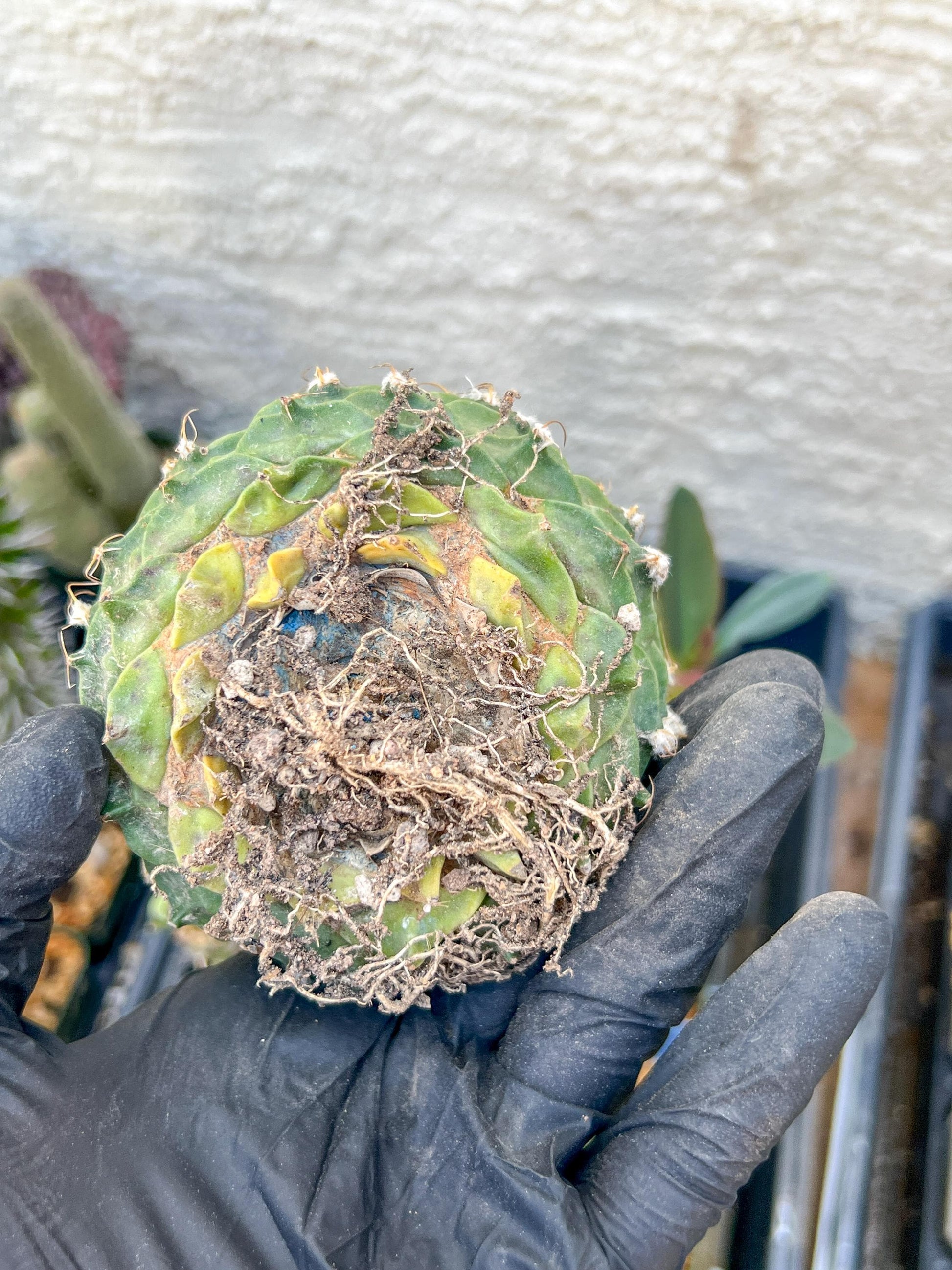 rare cactus for sale (#5~6) | Imported | Ehciveria | Hoyas | Sansevieria