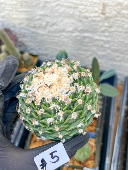rare cactus for sale (#5~6) | Imported | Ehciveria | Hoyas | Sansevieria