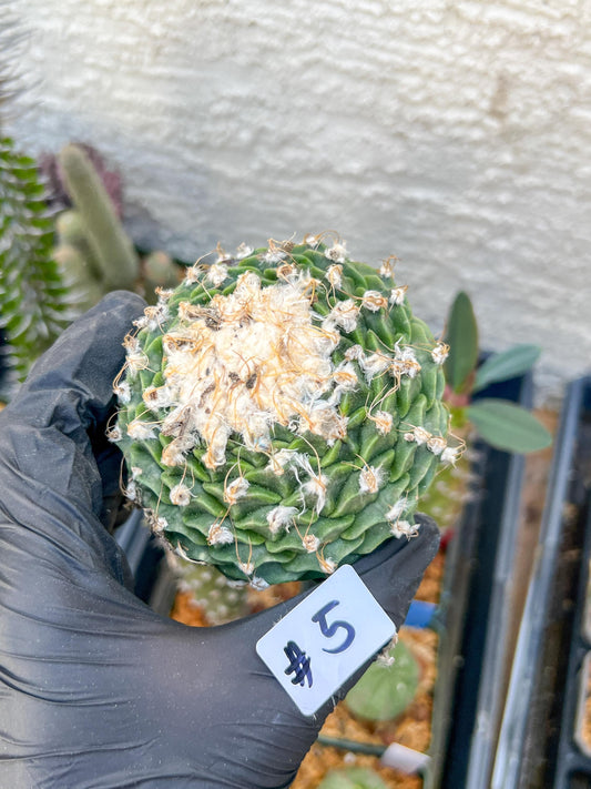 rare cactus for sale (#5~6) | Imported | Ehciveria | Hoyas | Sansevieria
