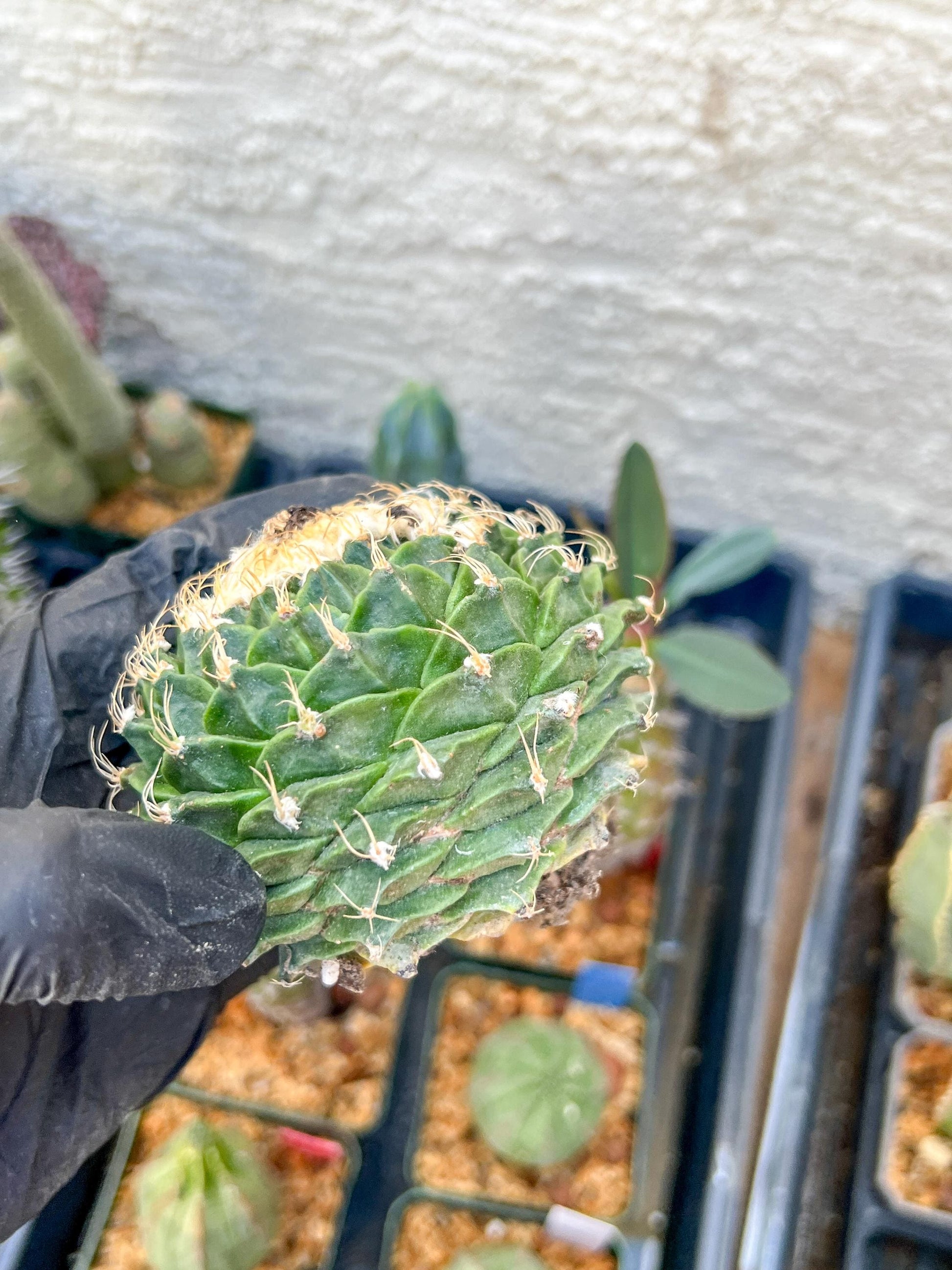 rare cactus for sale (#5~6) | Imported | Ehciveria | Hoyas | Sansevieria