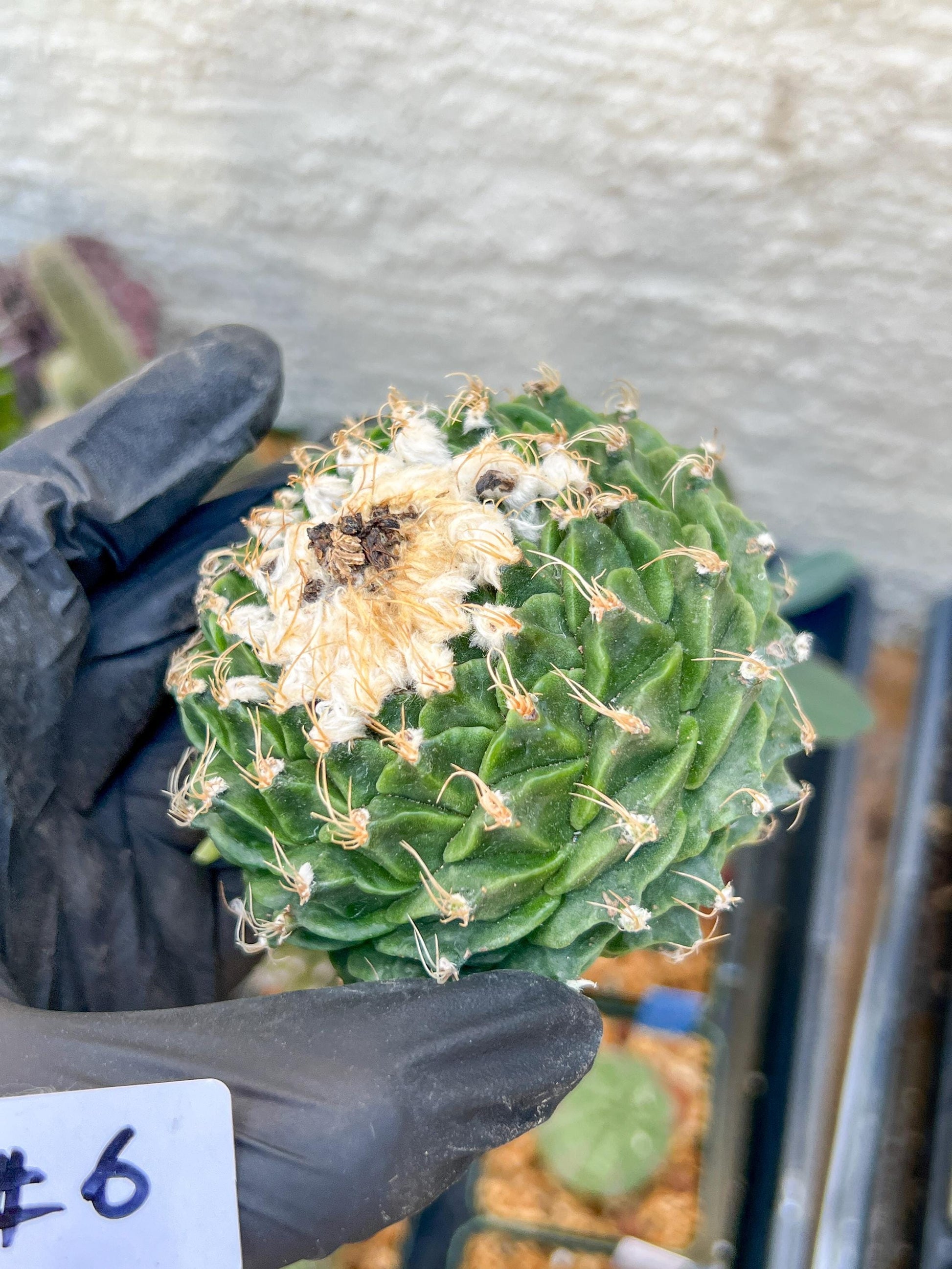 rare cactus for sale (#5~6) | Imported | Ehciveria | Hoyas | Sansevieria