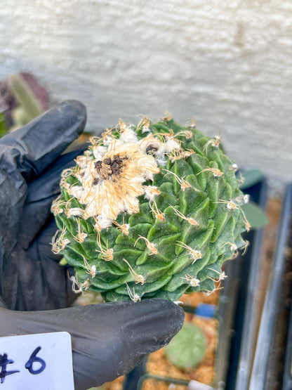 rare cactus for sale (#5~6) | Imported | Ehciveria | Hoyas | Sansevieria