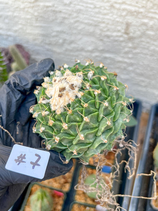 rare cactus for sale (#7~8) | Imported | Ehciveria | Hoyas | Sansevieria