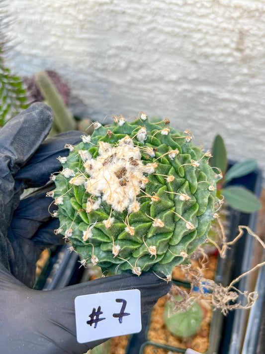 rare cactus for sale (#7~8) | Imported | Ehciveria | Hoyas | Sansevieria