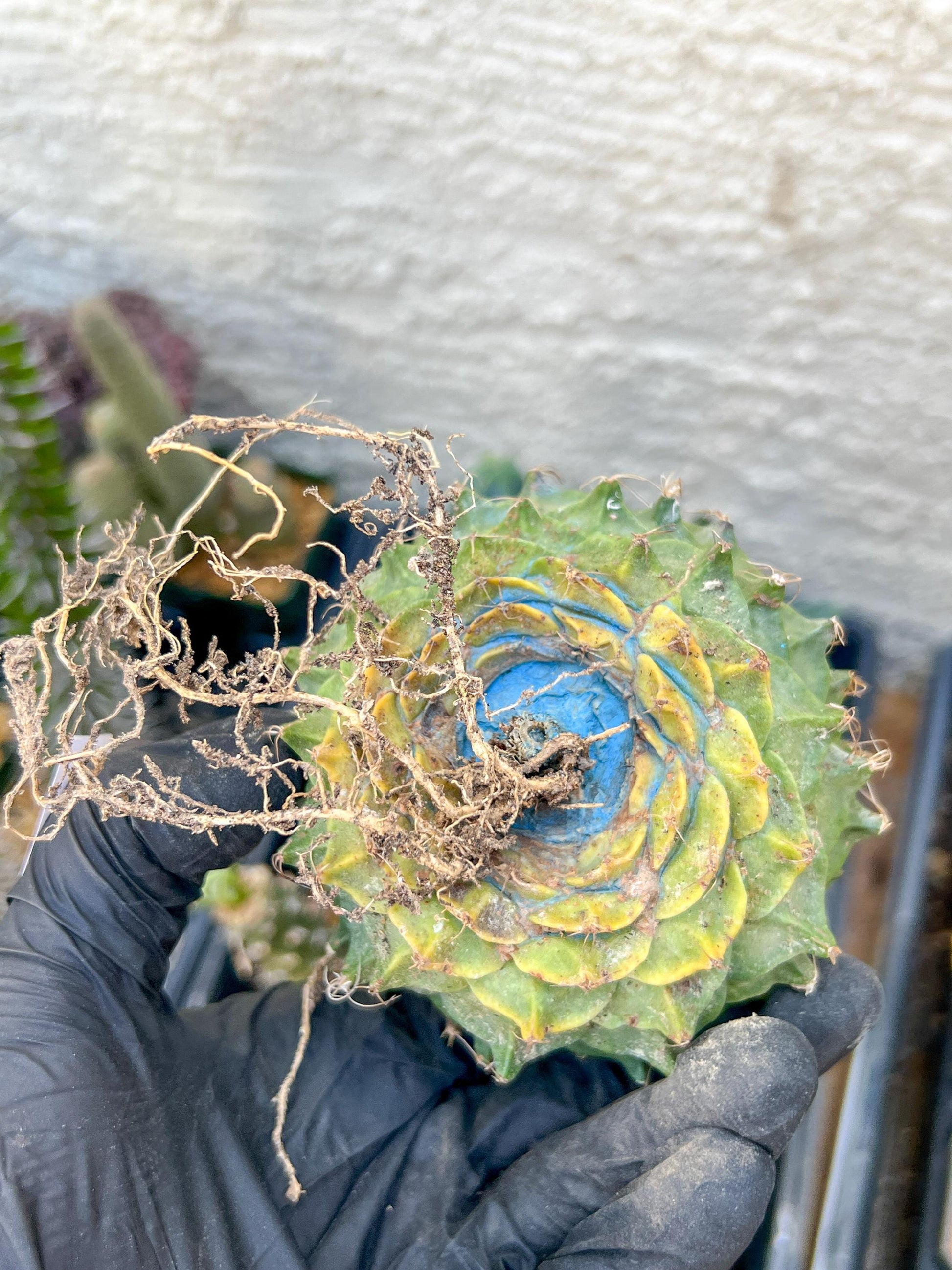 rare cactus for sale (#7~8) | Imported | Ehciveria | Hoyas | Sansevieria