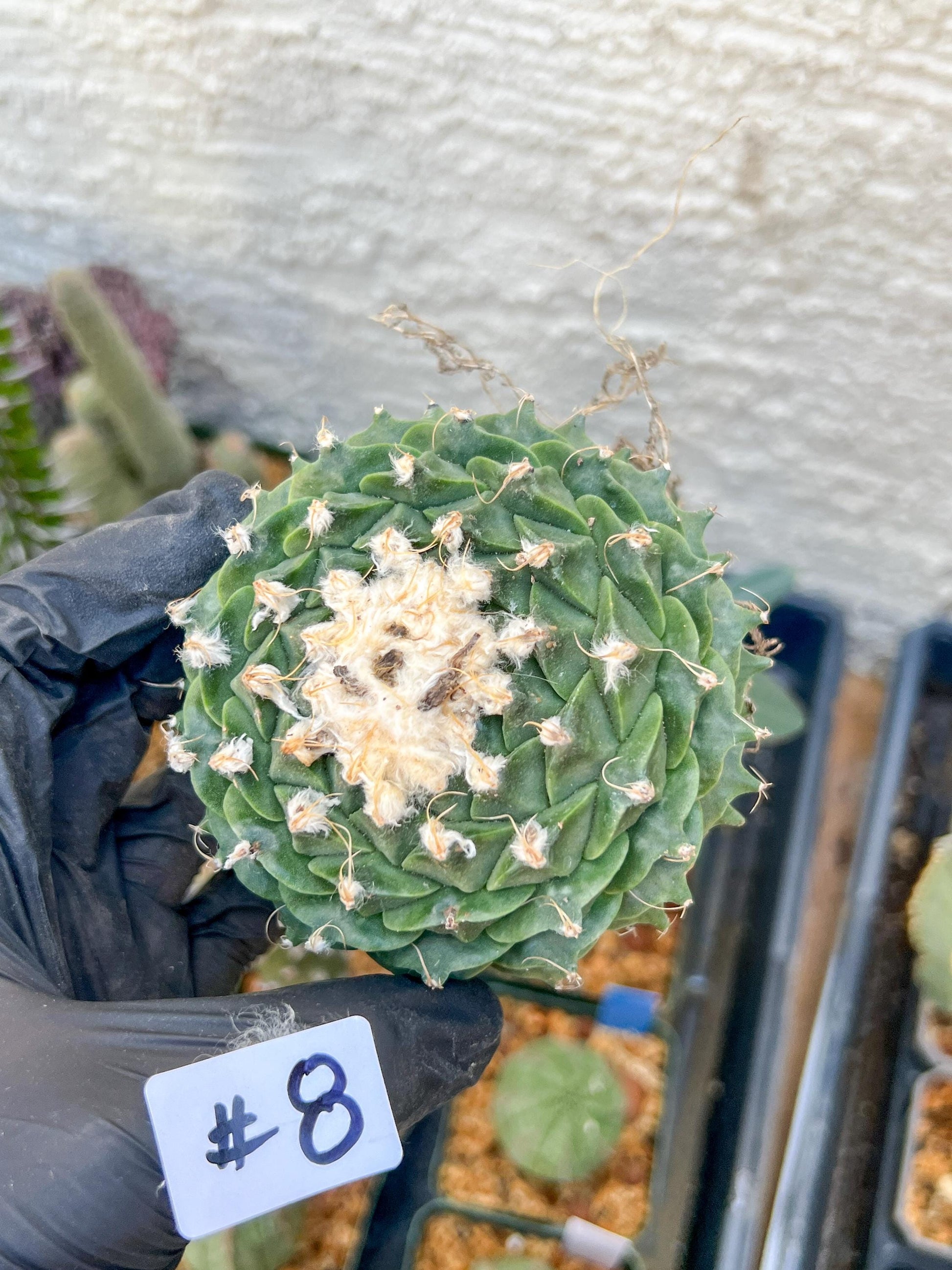 rare cactus for sale (#7~8) | Imported | Ehciveria | Hoyas | Sansevieria