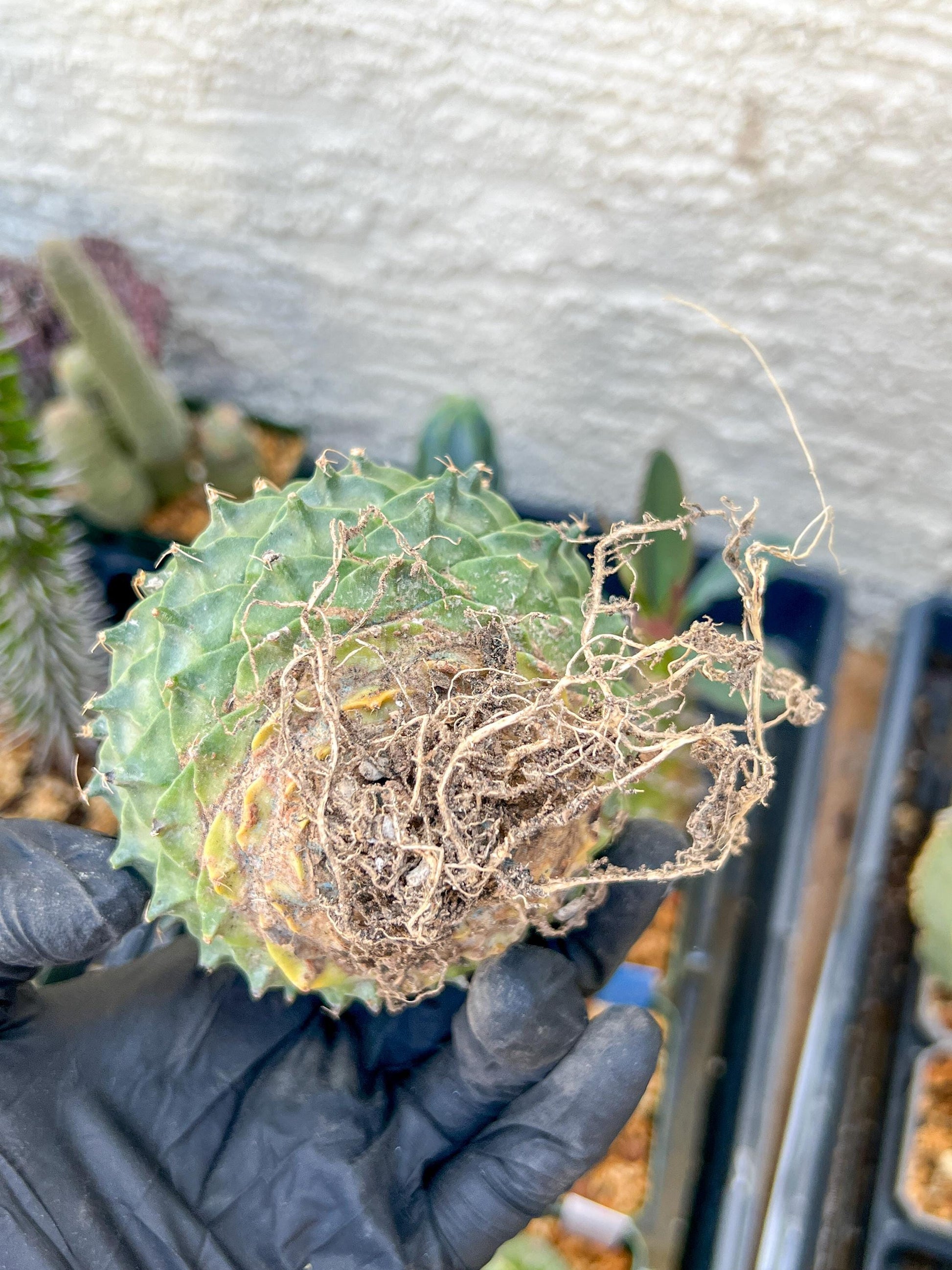 rare cactus for sale (#7~8) | Imported | Ehciveria | Hoyas | Sansevieria