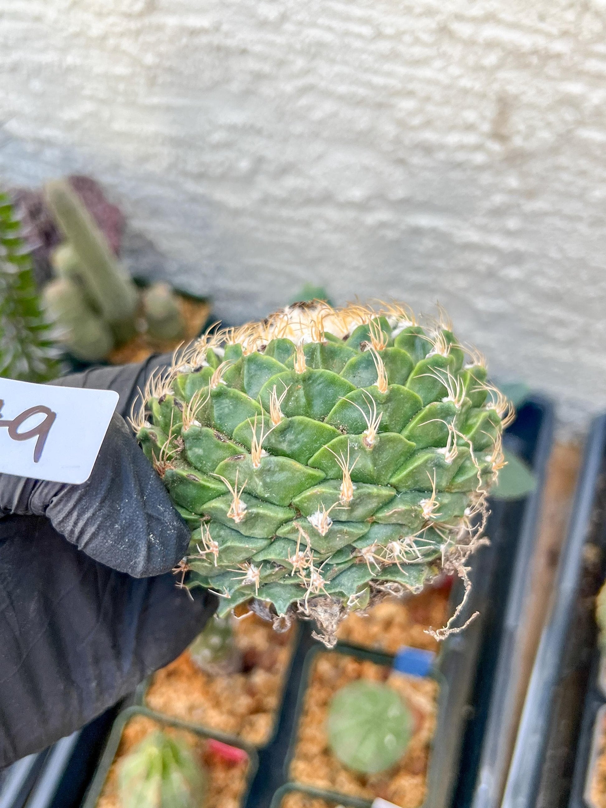 rare cactus for sale (#9) | Imported | Ehciveria | Hoyas | Sansevieria