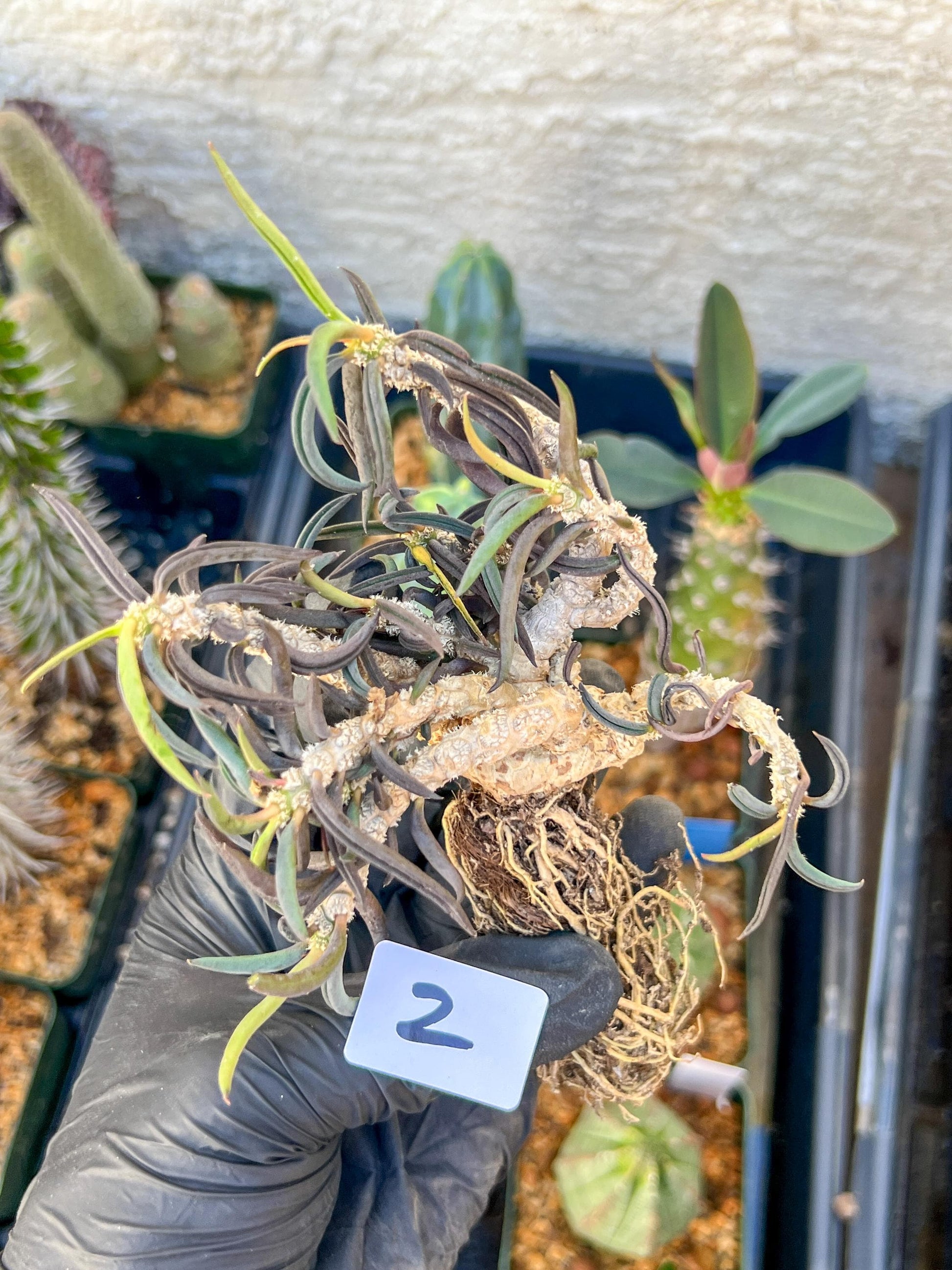 Rare Succulents (#2) | Imported | Assorted Succulent | Sansevieria