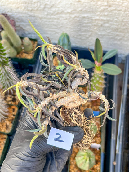Rare Succulents (#2) | Imported | Assorted Succulent | Sansevieria