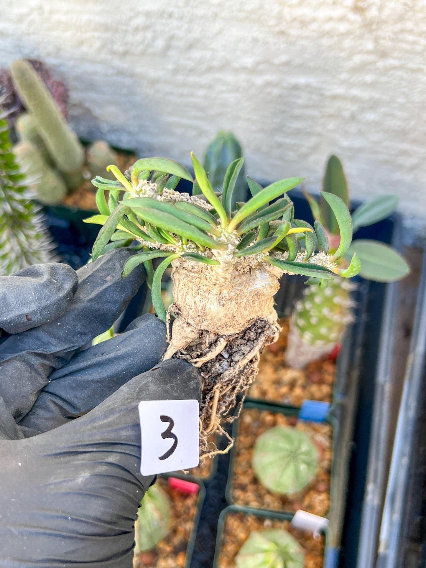 Rare Succulents (#3) | Imported | Assorted Succulent | Sansevieria