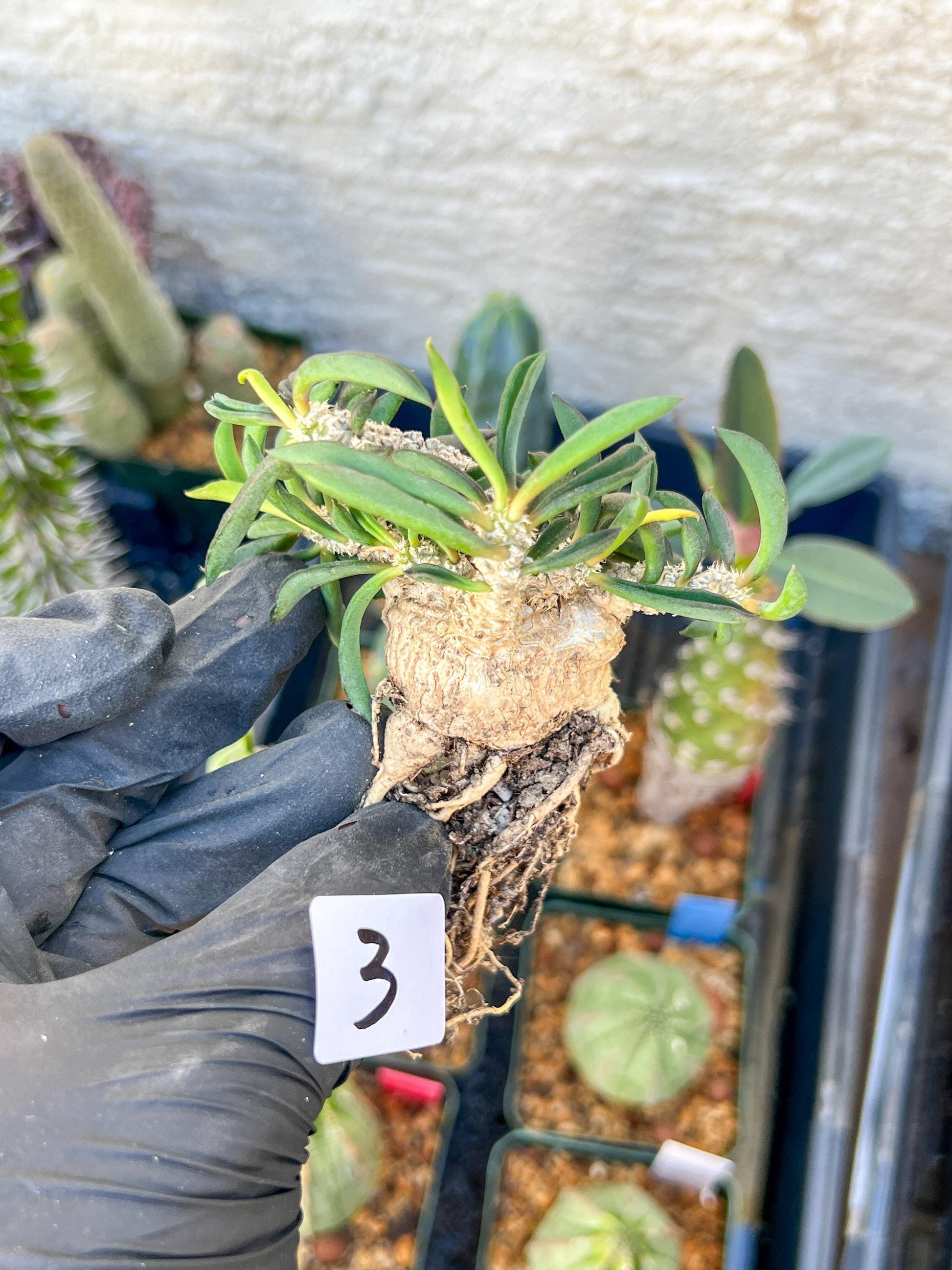 Rare Succulents (#3) | Imported | Assorted Succulent | Sansevieria