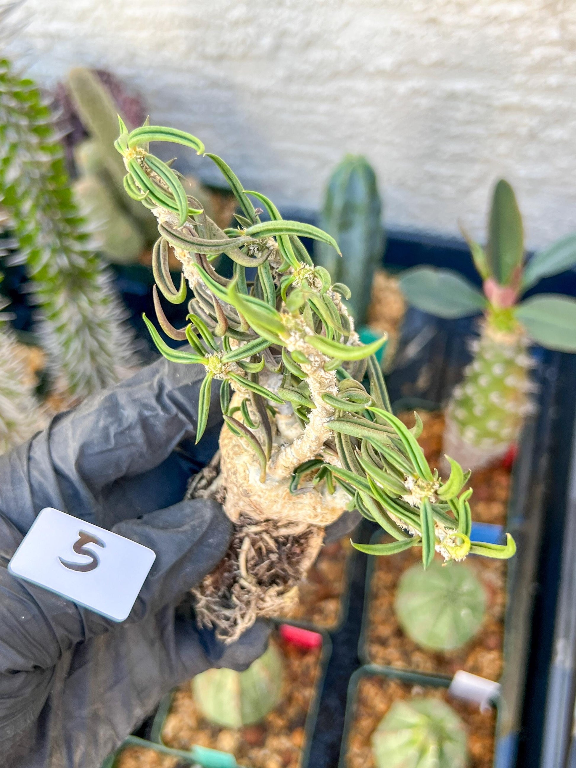 Rare Succulents (#5) | Imported | Assorted Succulent | Sansevieria