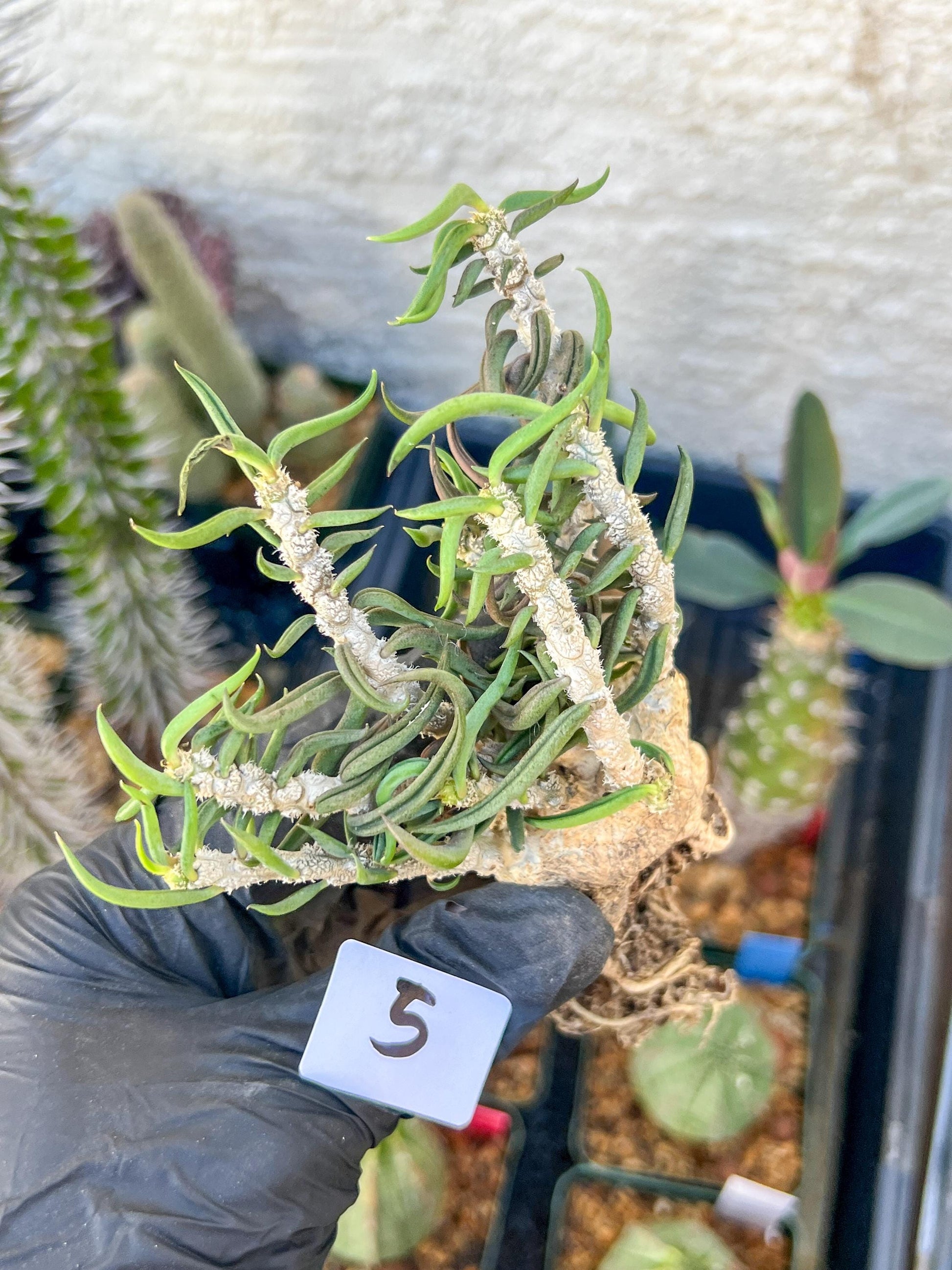Rare Succulents (#5) | Imported | Assorted Succulent | Sansevieria