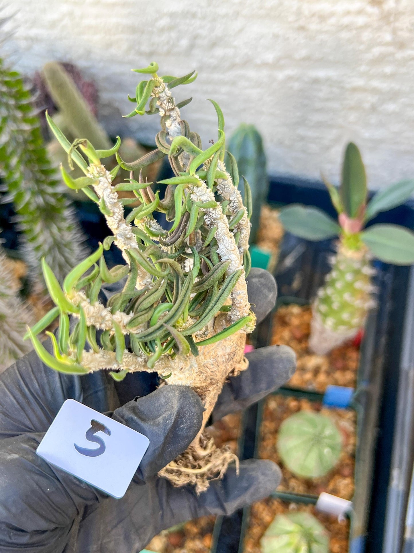 Rare Succulents (#5) | Imported | Assorted Succulent | Sansevieria