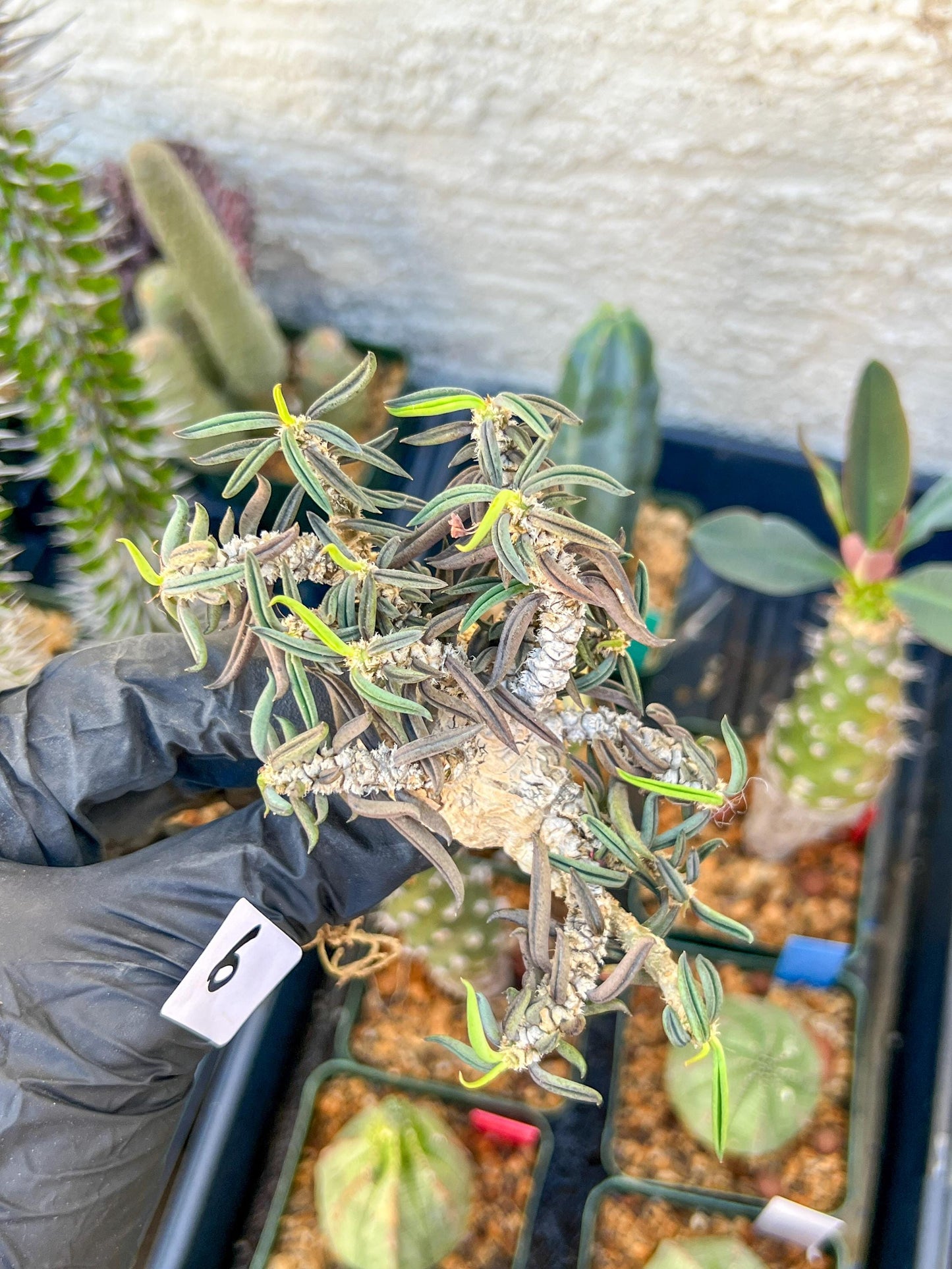 Rare Succulents (#6) | Imported | Assorted Succulent | Sansevieria