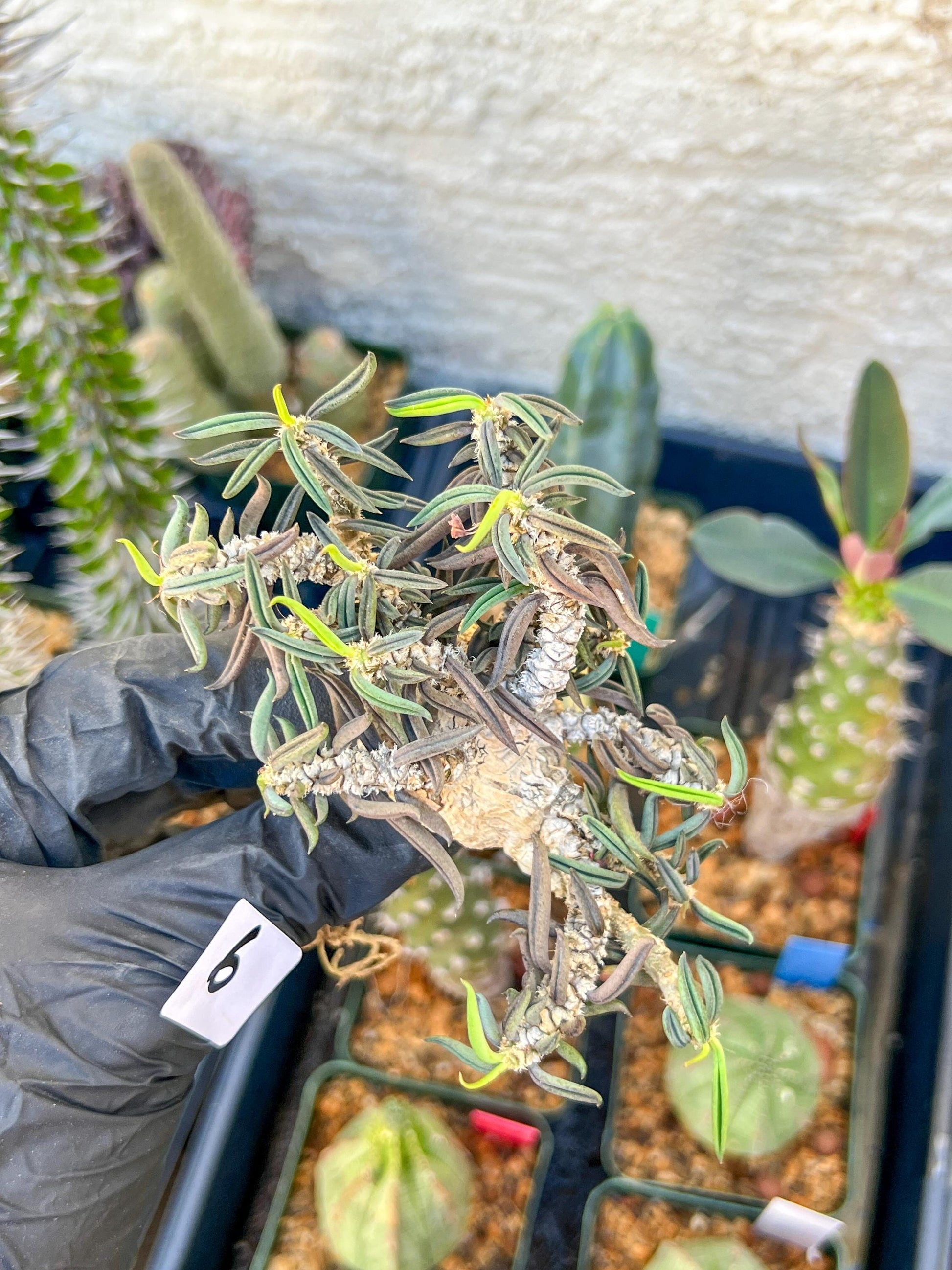 Rare Succulents (#6) | Imported | Assorted Succulent | Sansevieria
