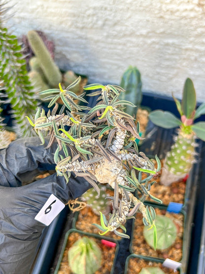 Rare Succulents (#6) | Imported | Assorted Succulent | Sansevieria