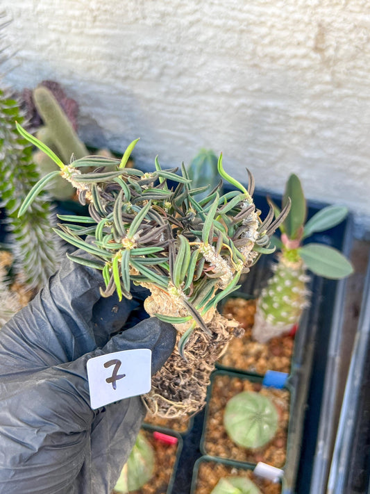 Rare Succulents (#7) | Imported | Assorted Succulent | Sansevieria