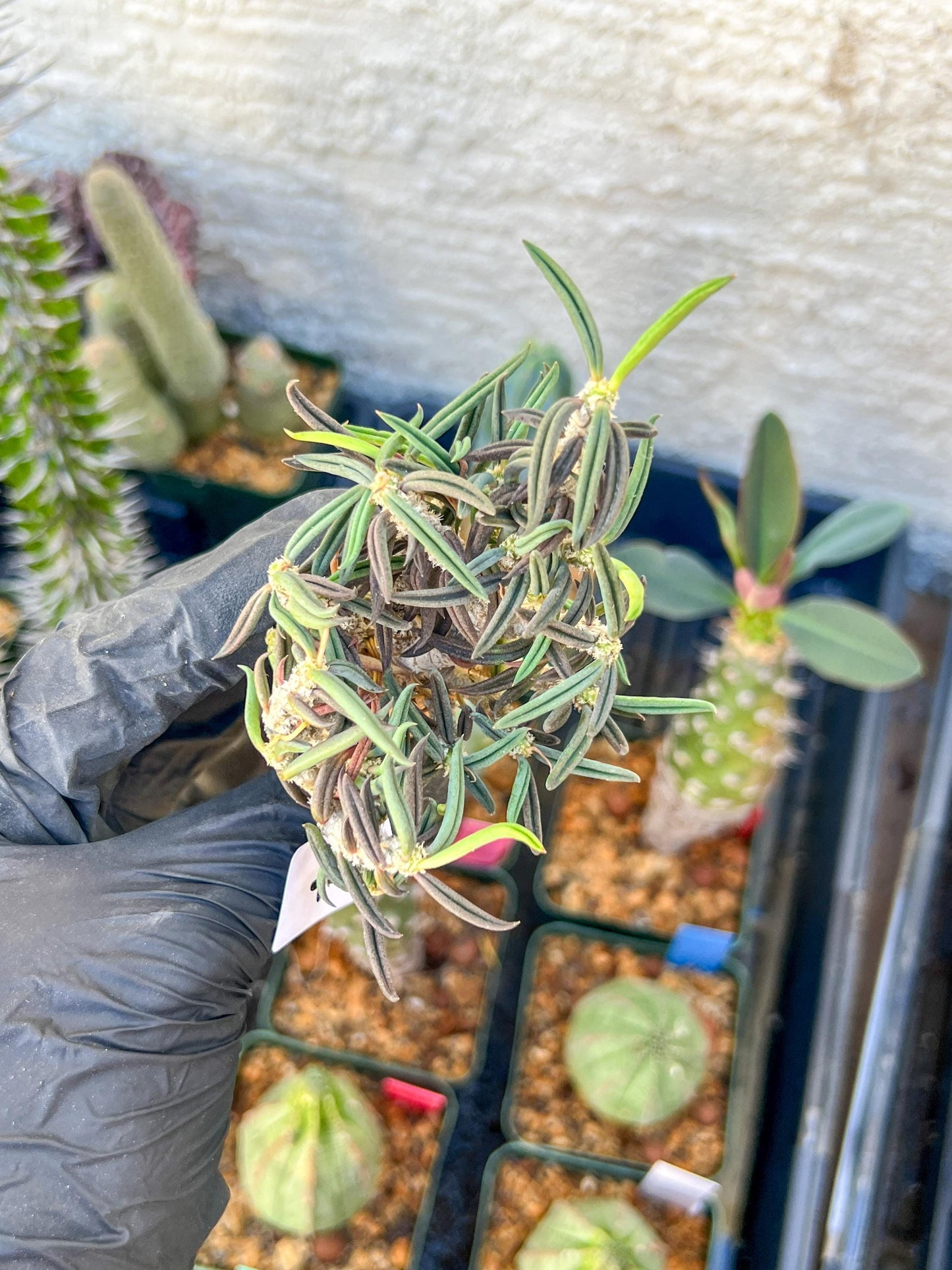 Rare Succulents (#7) | Imported | Assorted Succulent | Sansevieria