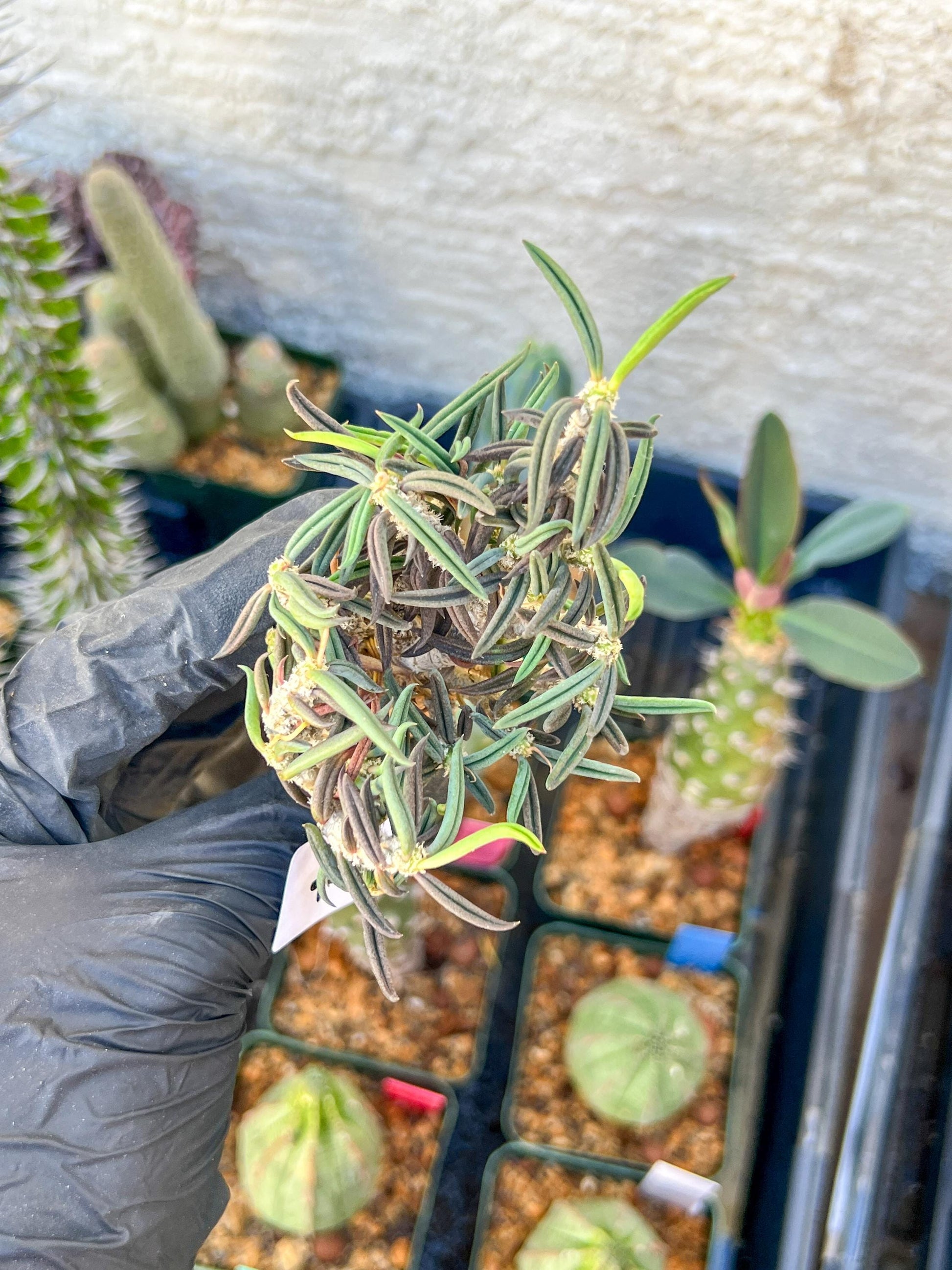Rare Succulents (#7) | Imported | Assorted Succulent | Sansevieria
