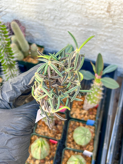 Rare Succulents (#7) | Imported | Assorted Succulent | Sansevieria