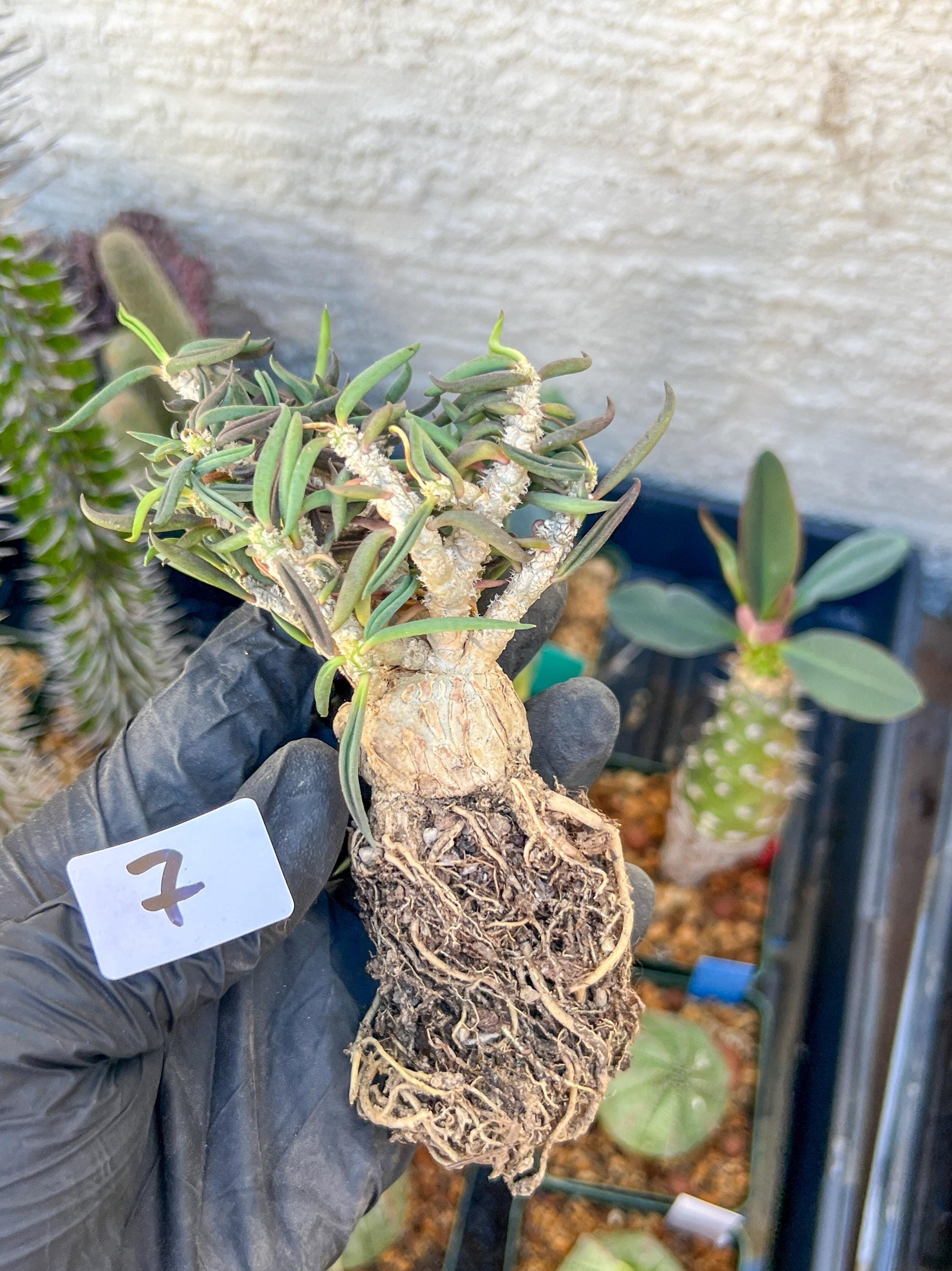 Rare Succulents (#7) | Imported | Assorted Succulent | Sansevieria