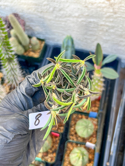 Rare Succulents (#8) | Imported | Assorted Succulent | Sansevieria