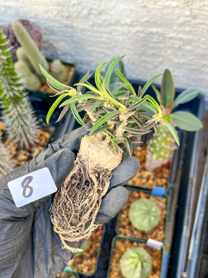 Rare Succulents (#8) | Imported | Assorted Succulent | Sansevieria