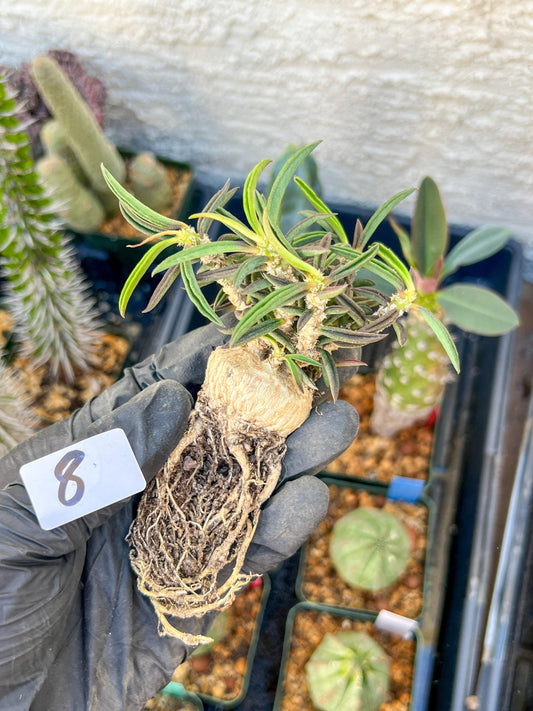 Rare Succulents (#8) | Imported | Assorted Succulent | Sansevieria