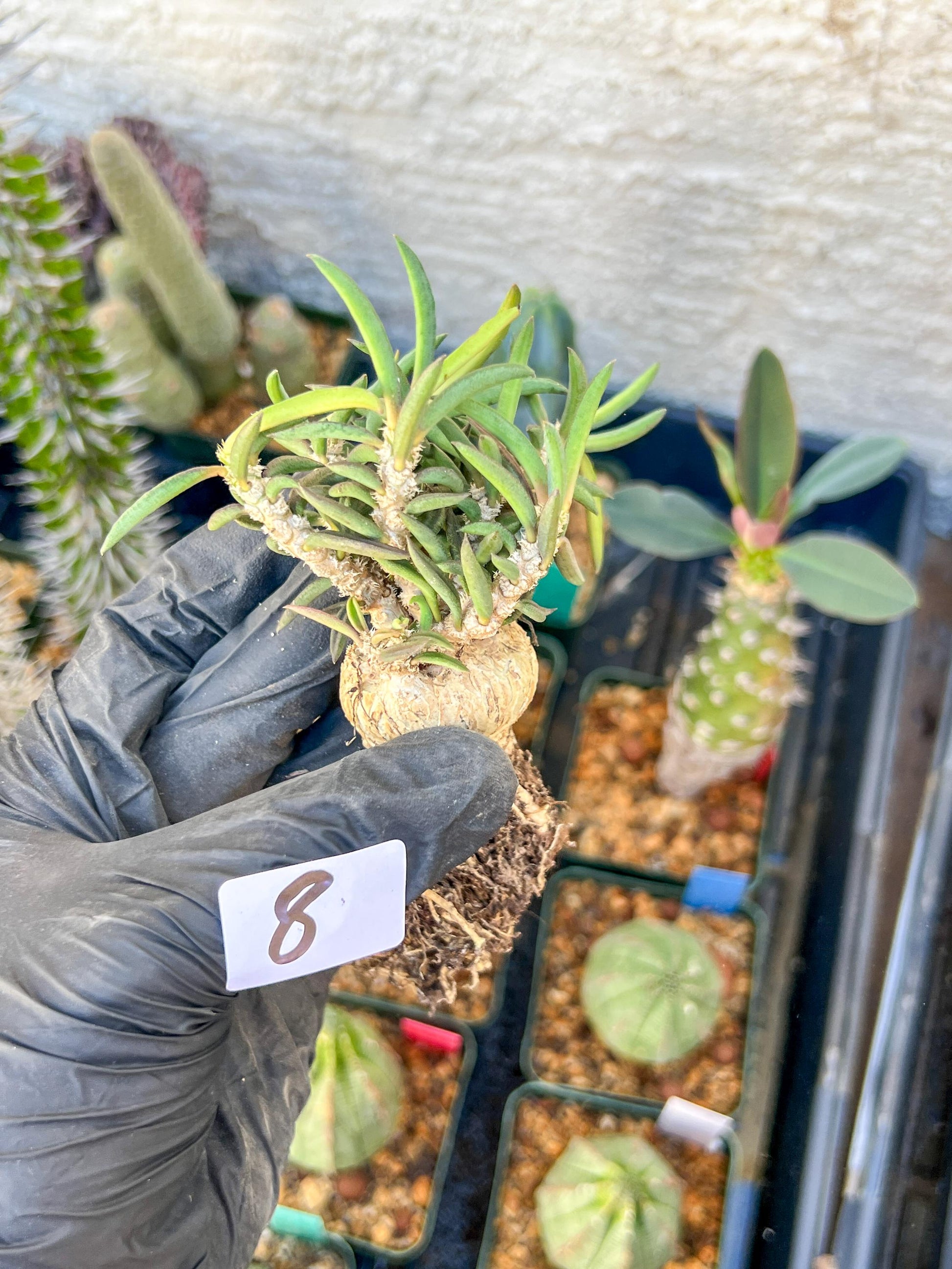 Rare Succulents (#8) | Imported | Assorted Succulent | Sansevieria
