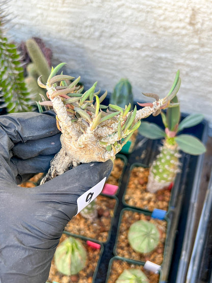 Rare Succulents (#9) | Imported | Assorted Succulent | Sansevieria