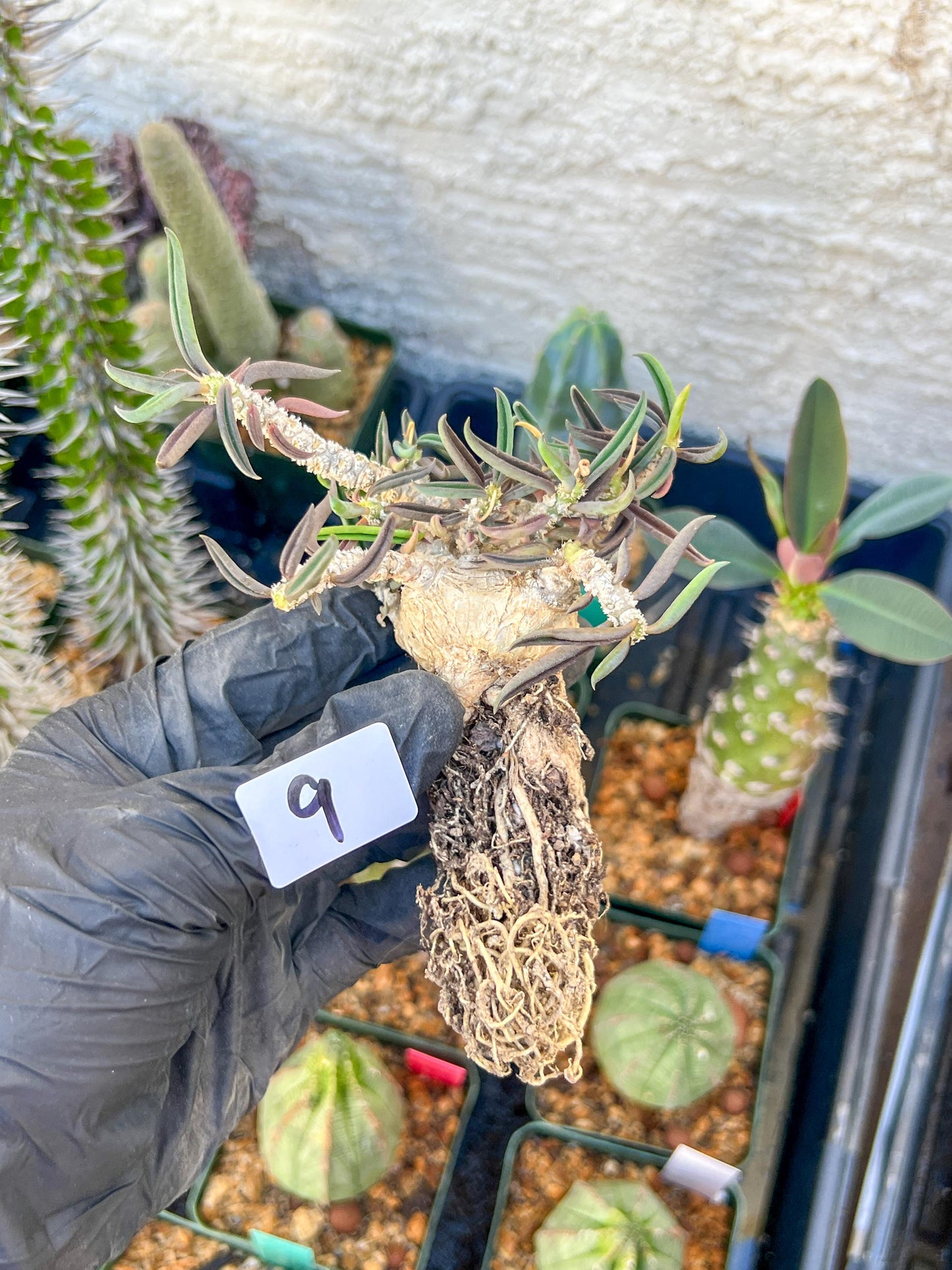 Rare Succulents (#9) | Imported | Assorted Succulent | Sansevieria