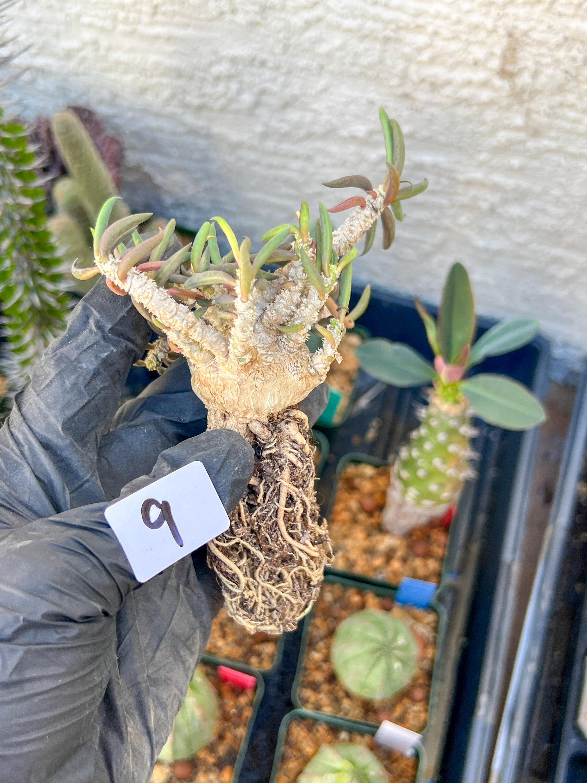 Rare Succulents (#9) | Imported | Assorted Succulent | Sansevieria