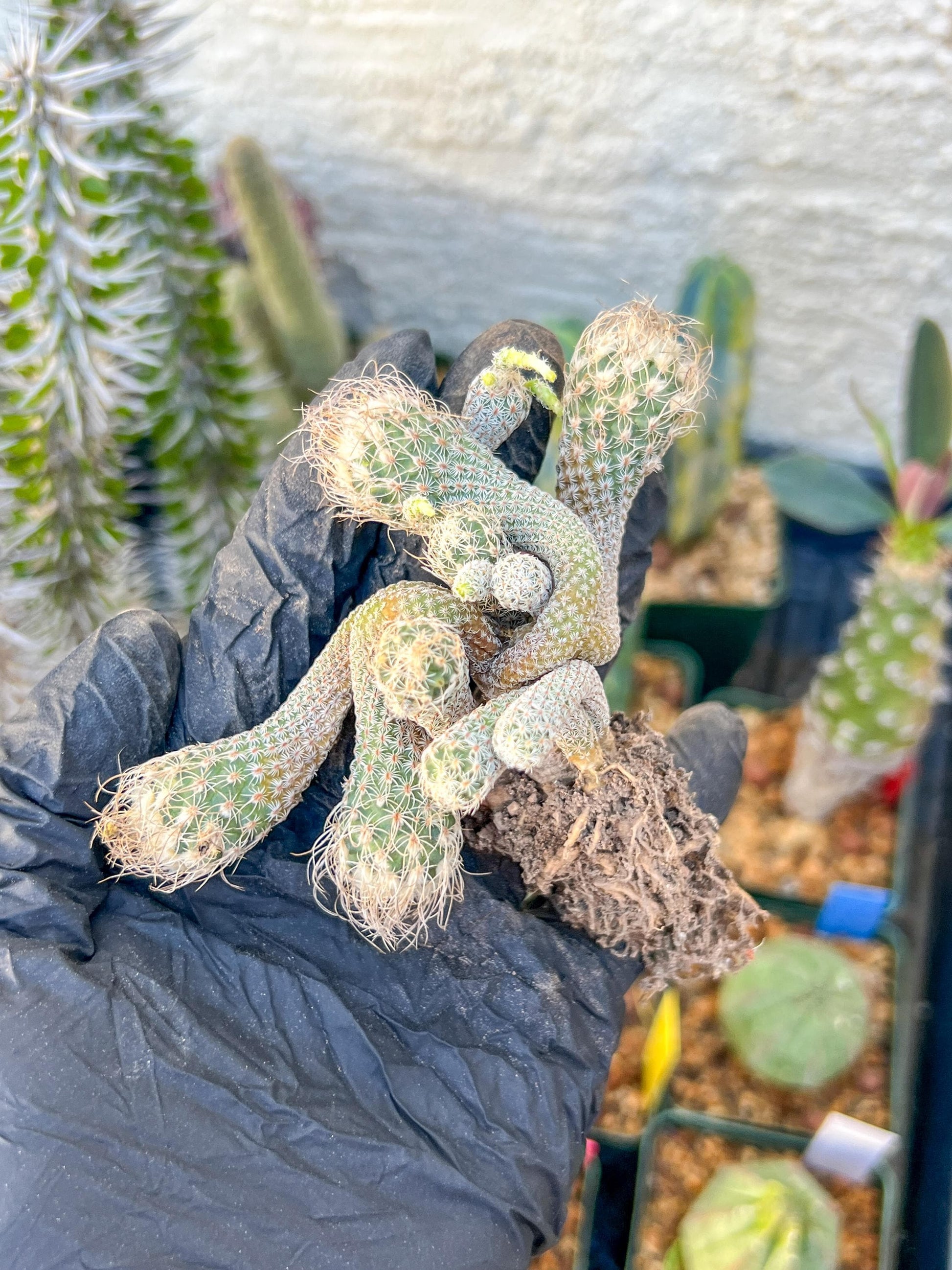 Imported cactus cluster (#1) | Ehciveria | Hoyas | Sansevieria