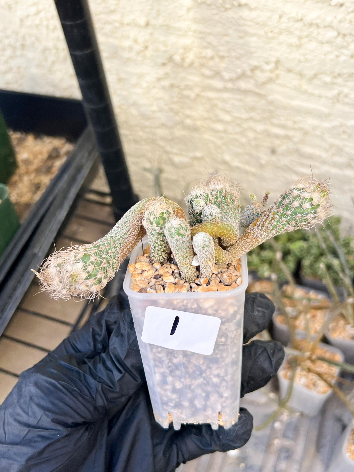 Imported cactus cluster (#1) | Ehciveria | Hoyas | Sansevieria