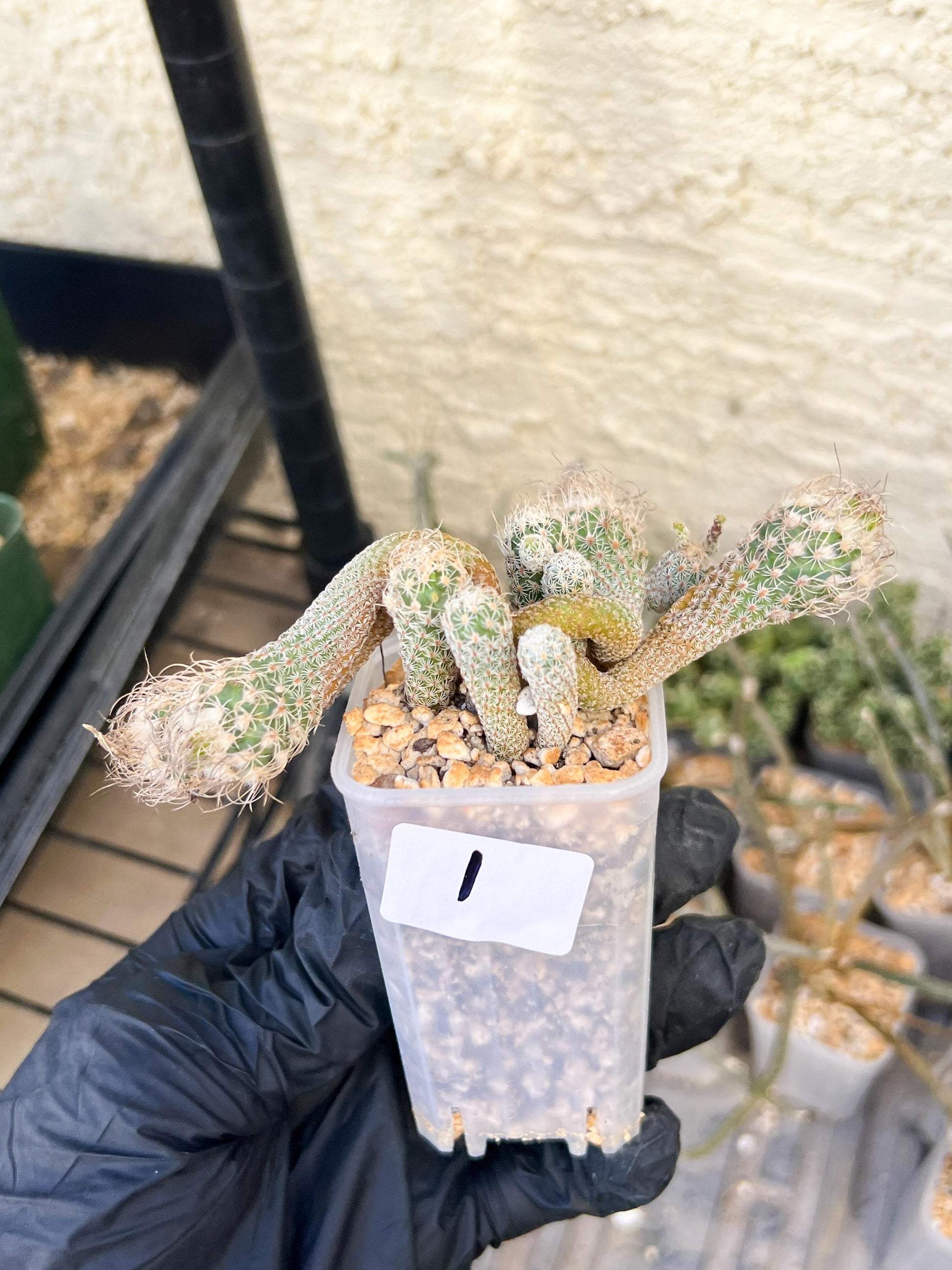 Imported cactus cluster (#1) | Ehciveria | Hoyas | Sansevieria