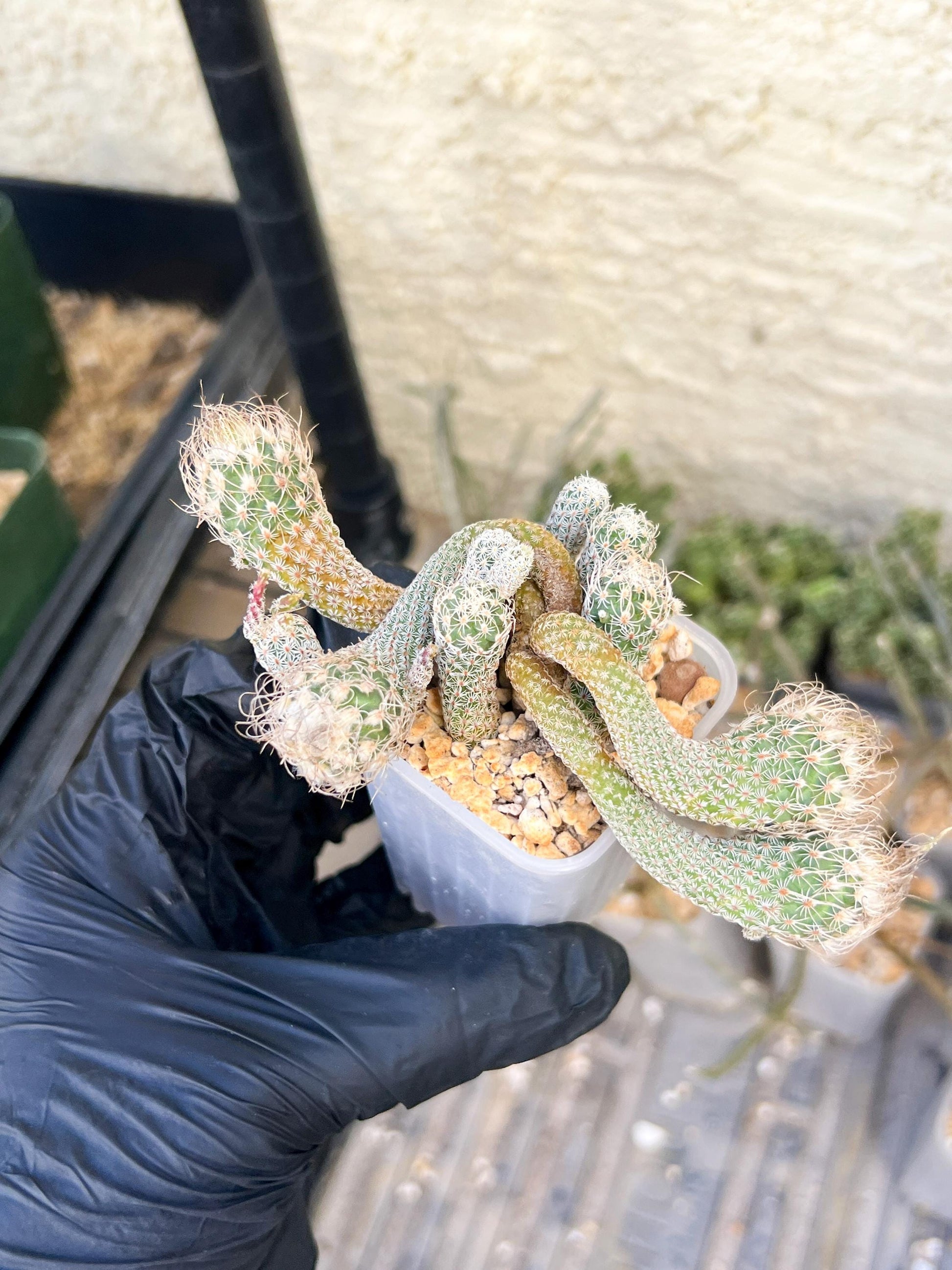 Imported cactus cluster (#1) | Ehciveria | Hoyas | Sansevieria