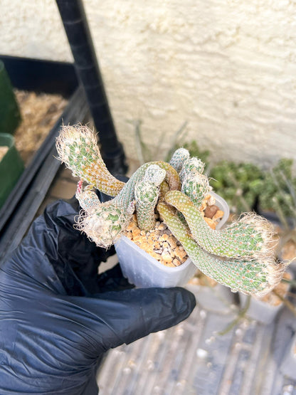 Imported cactus cluster (#1) | Ehciveria | Hoyas | Sansevieria