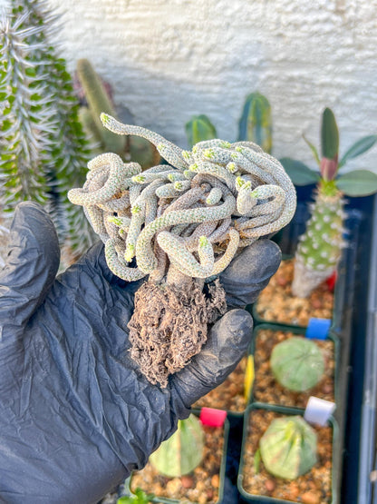Imported cactus cluster (#2) | Ehciveria | Hoyas | Sansevieria