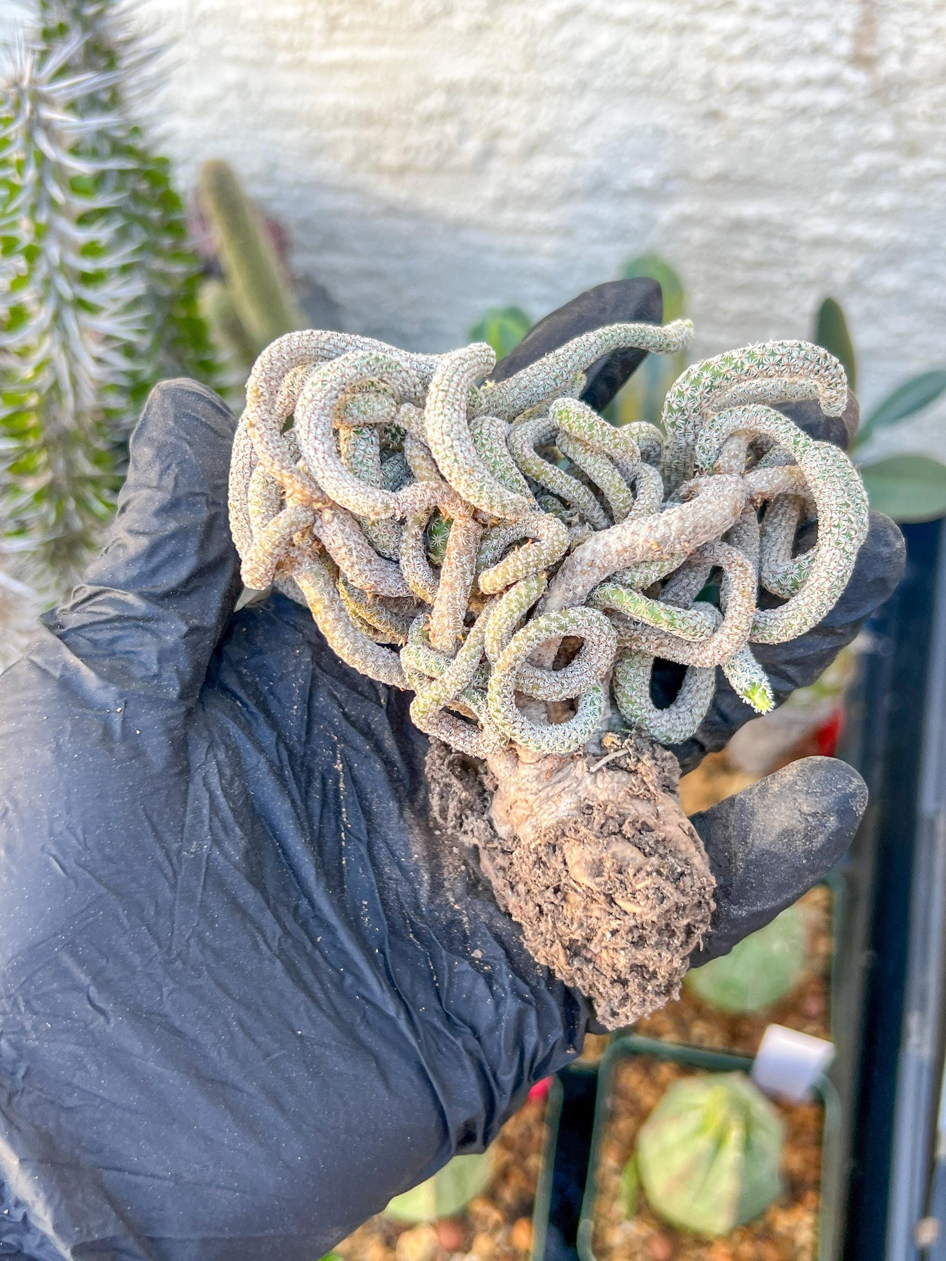 Imported cactus cluster (#2) | Ehciveria | Hoyas | Sansevieria