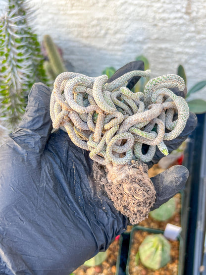 Imported cactus cluster (#2) | Ehciveria | Hoyas | Sansevieria