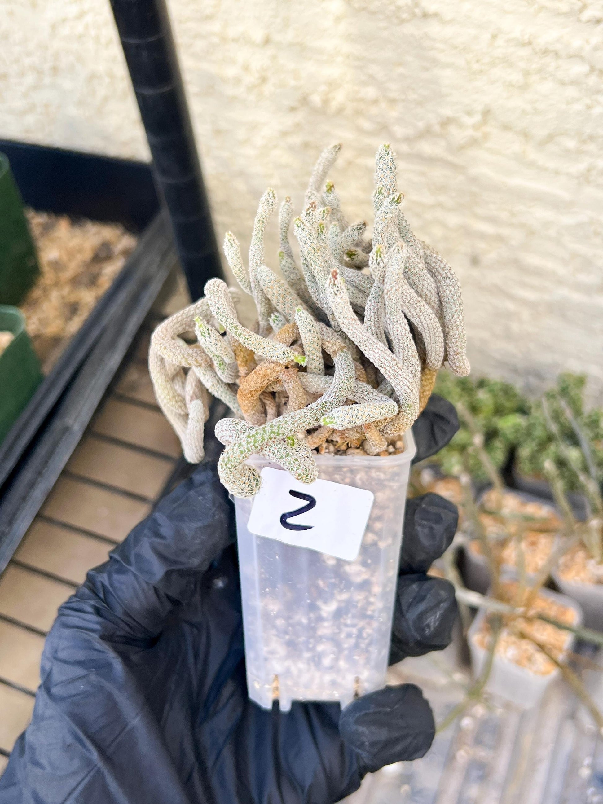 Imported cactus cluster (#2) | Ehciveria | Hoyas | Sansevieria