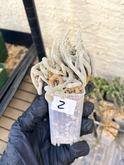 Imported cactus cluster (#2) | Ehciveria | Hoyas | Sansevieria