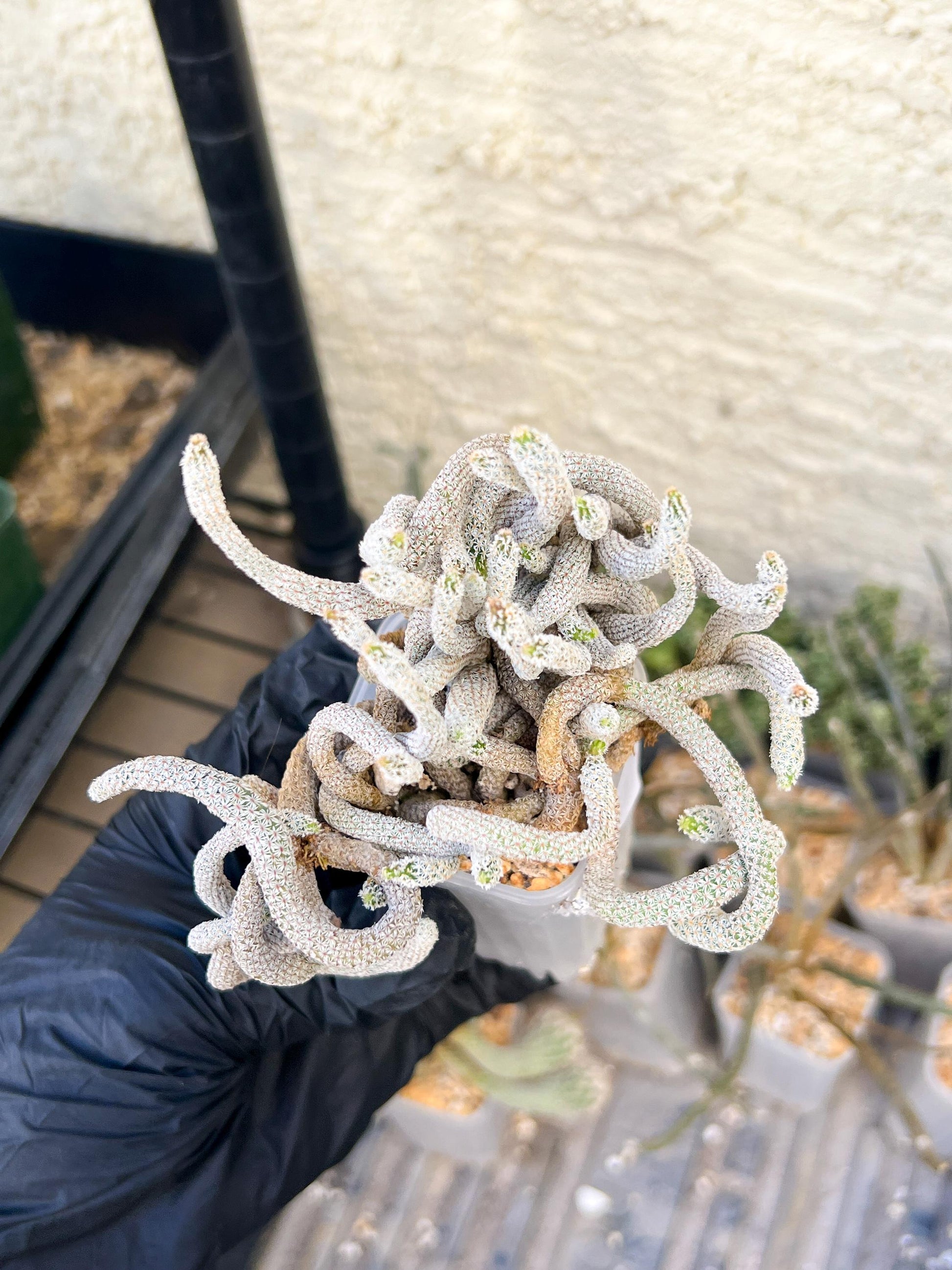 Imported cactus cluster (#2) | Ehciveria | Hoyas | Sansevieria
